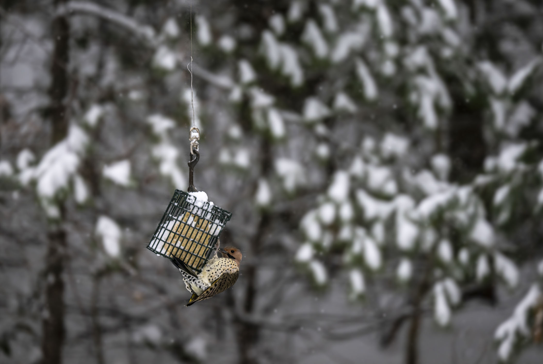 A flicker on a suet feeder