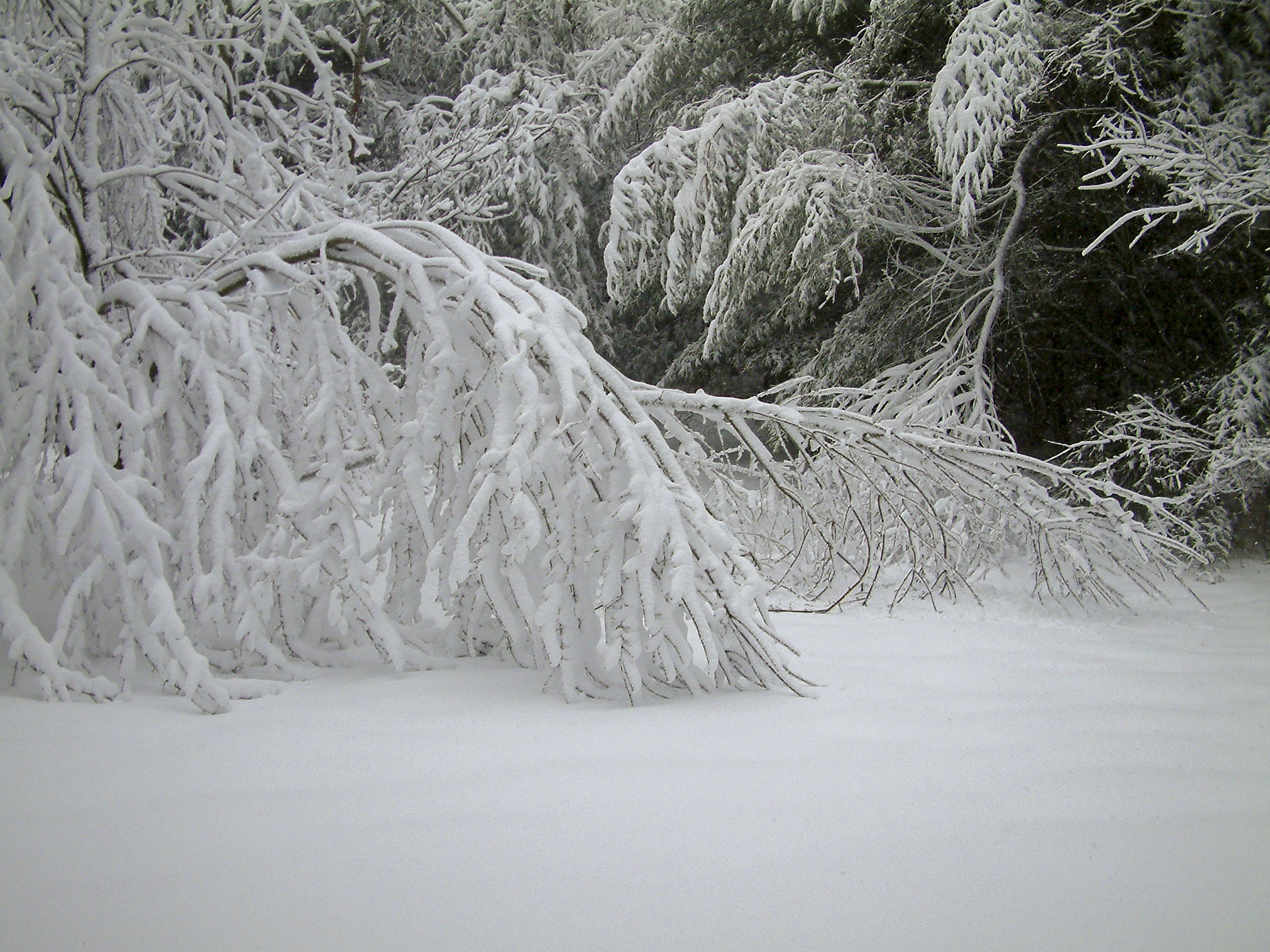 Snow covered tree branches loaded so heavily that they touch the snow covered ground