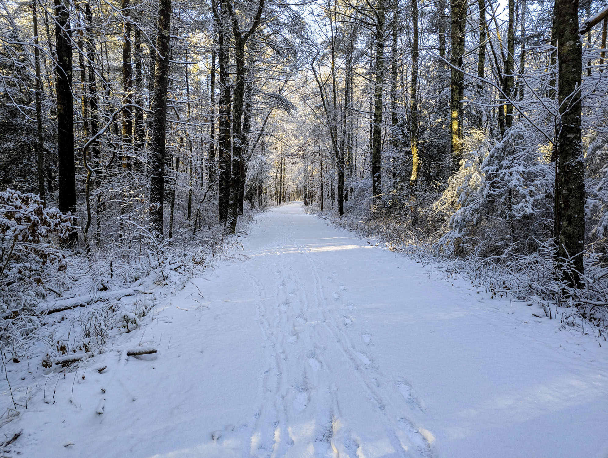 A broad snow-covered path through the woods