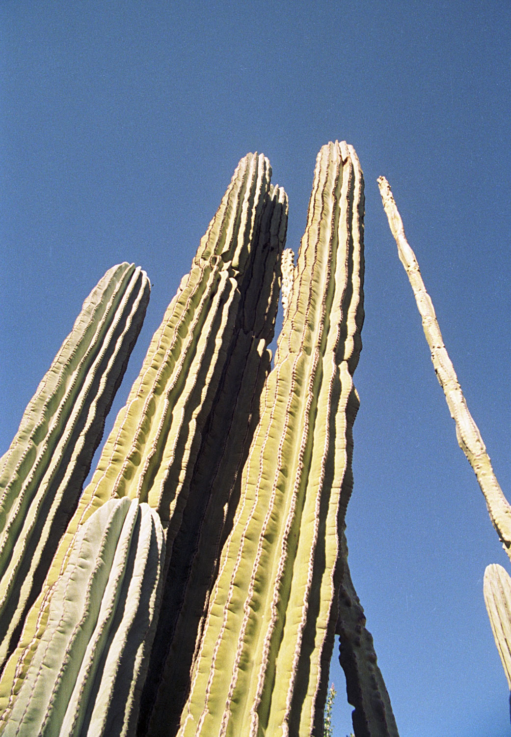 Tall cacti reaching towards a blue sky