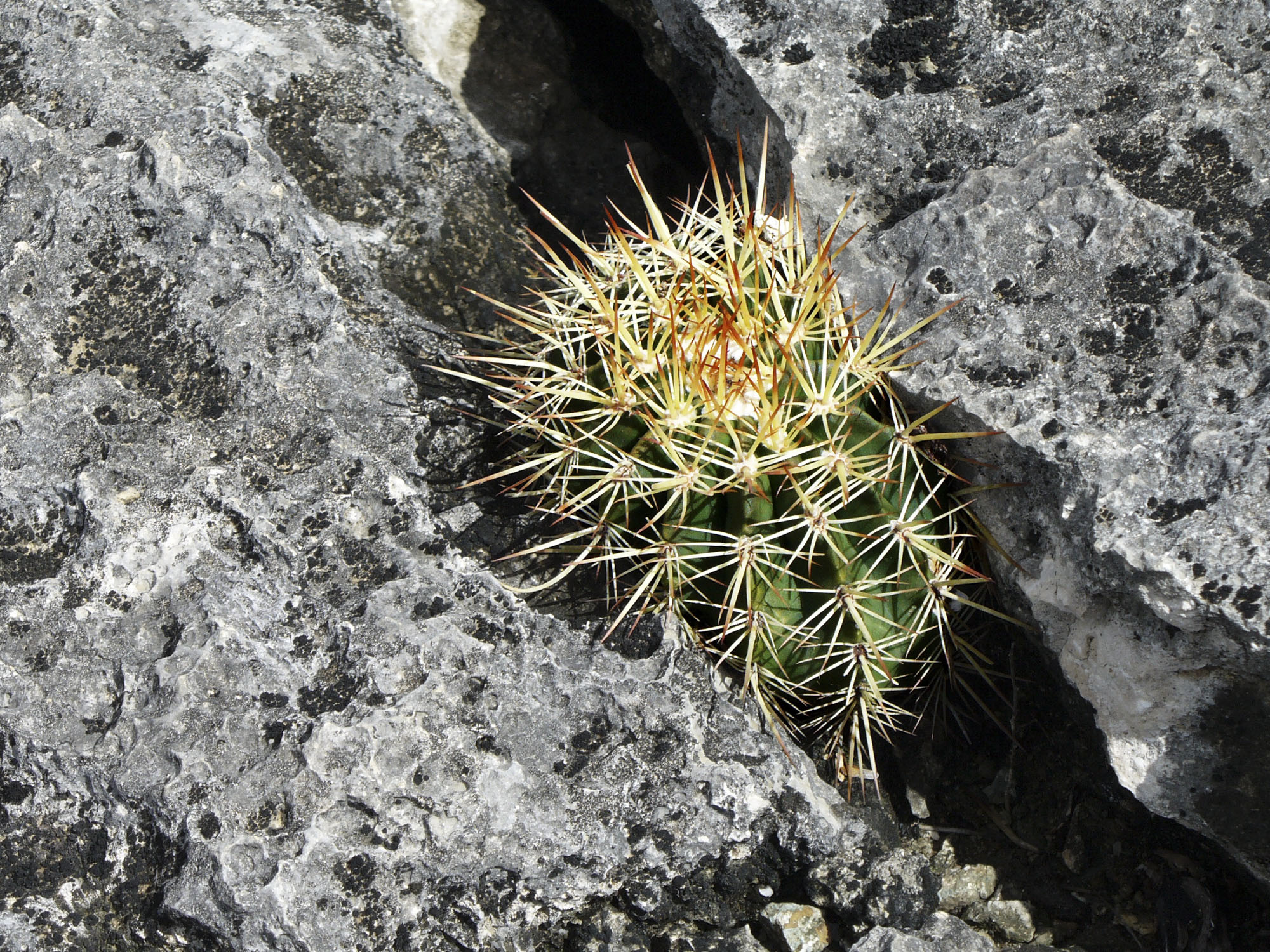 A small cactus growing in a crevice between rocks