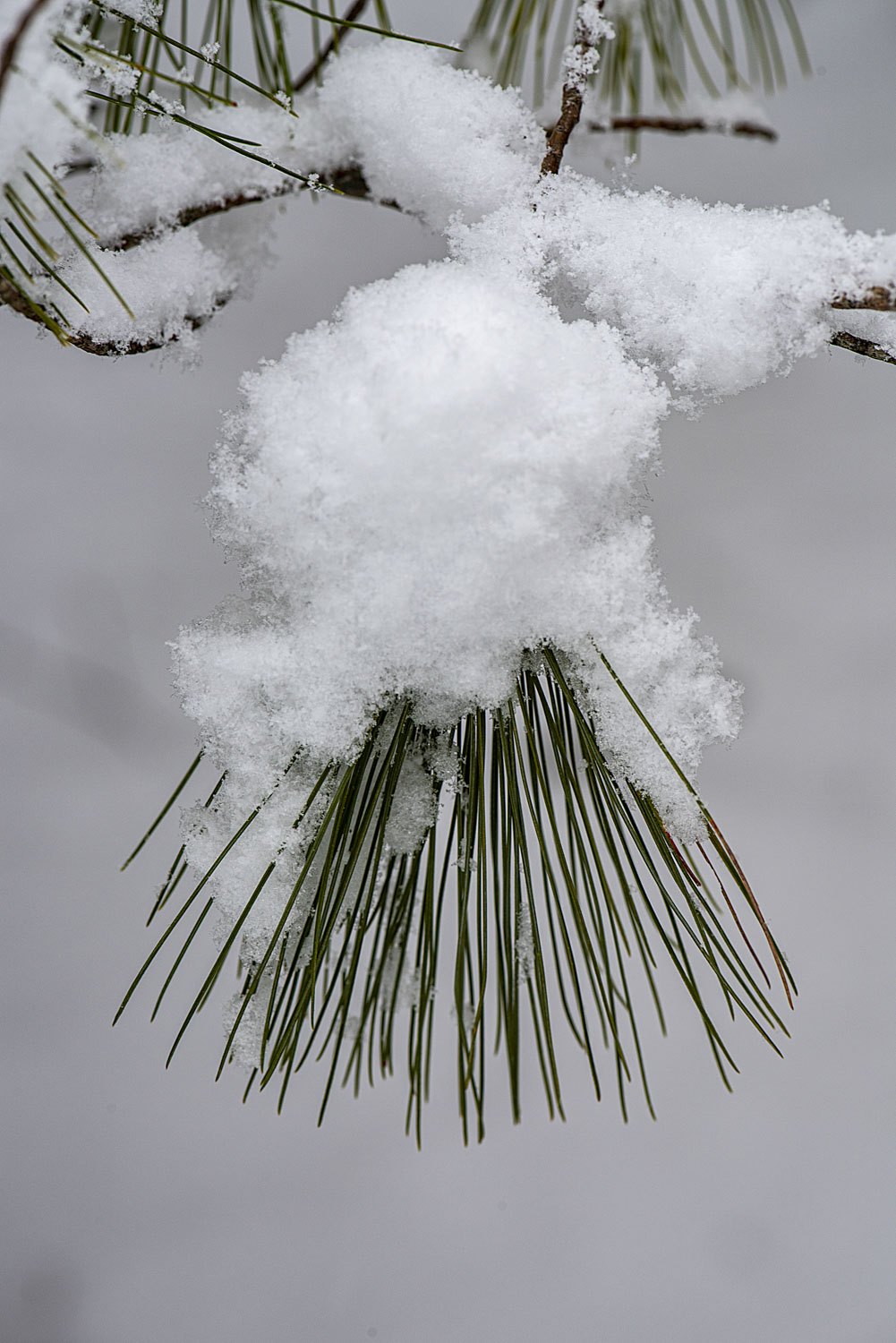 Pine needles peeking out from snow
