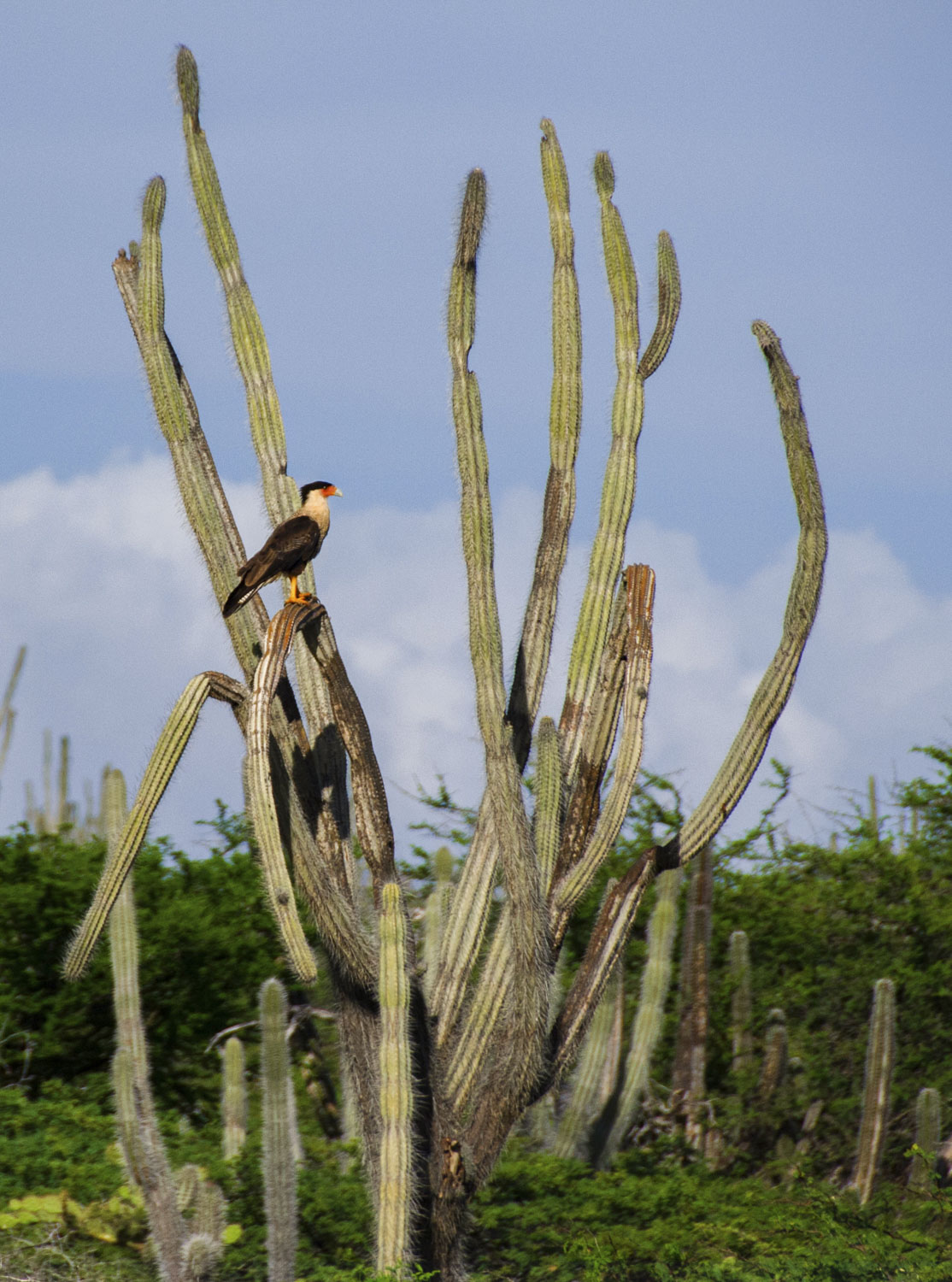 Cacti with a tropical bird