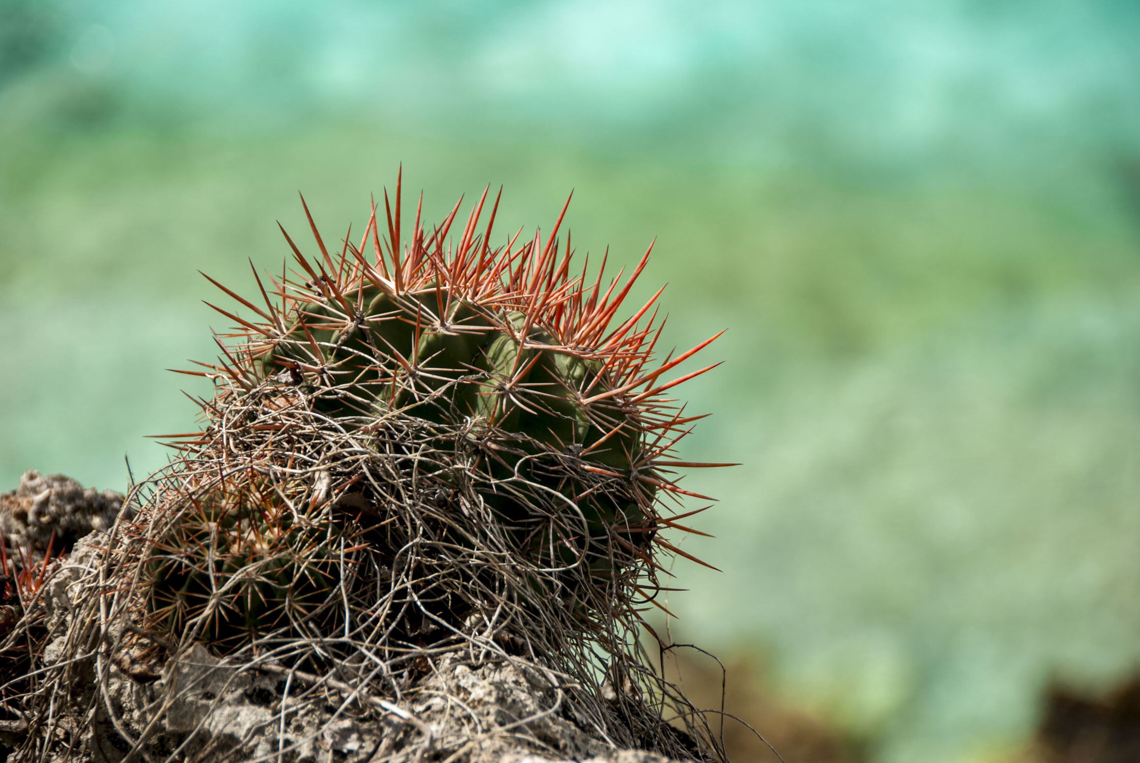 A cactus on the edge of a cliff with ocean water in the distance