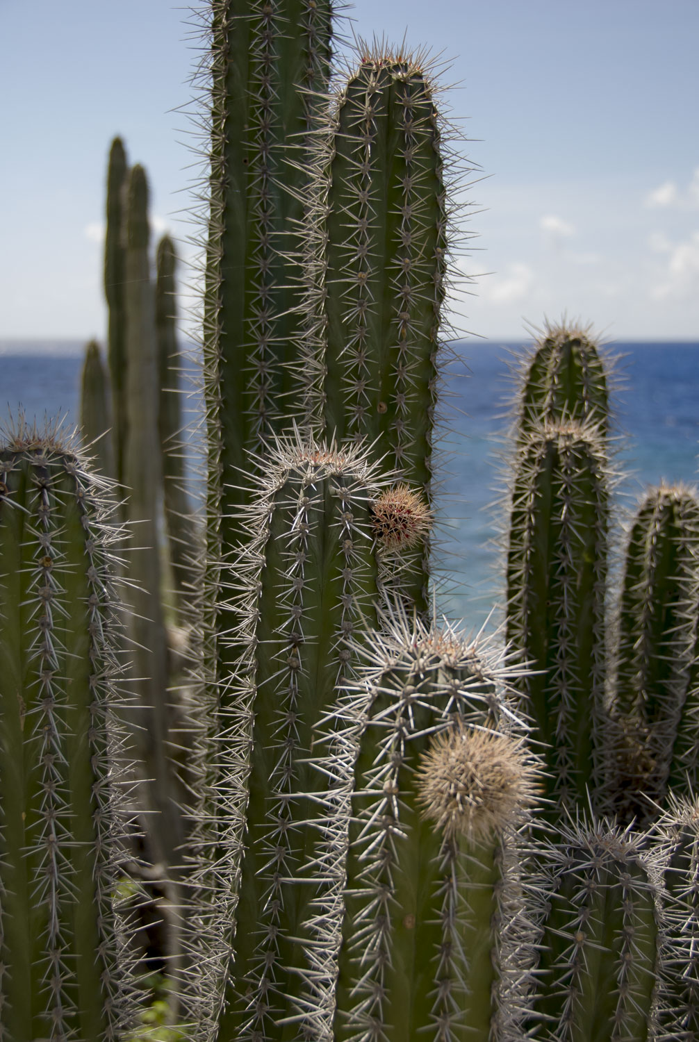 A cluster of cacti with the ocean peaking out in the distance