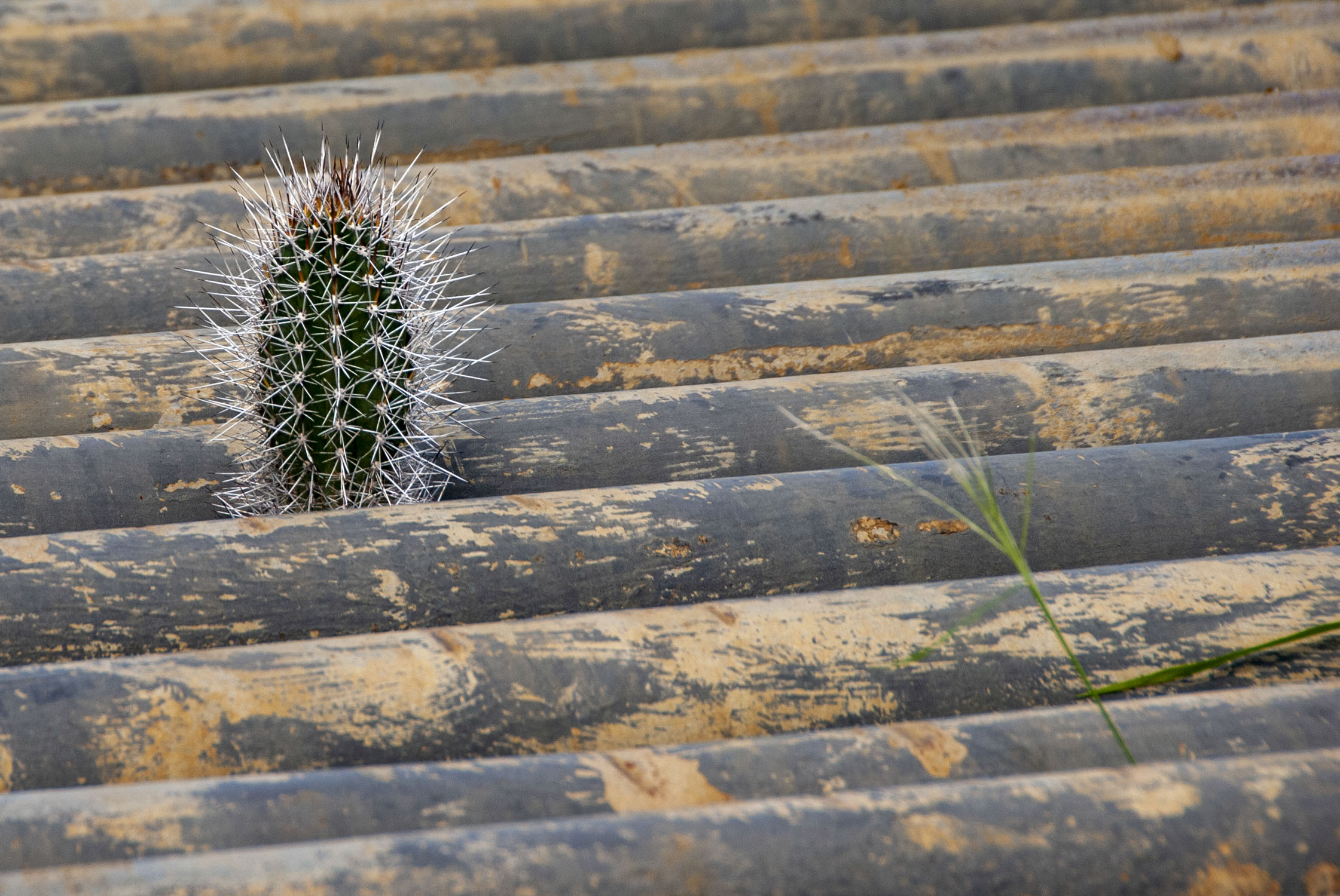 A cactus growing out of a metal grate