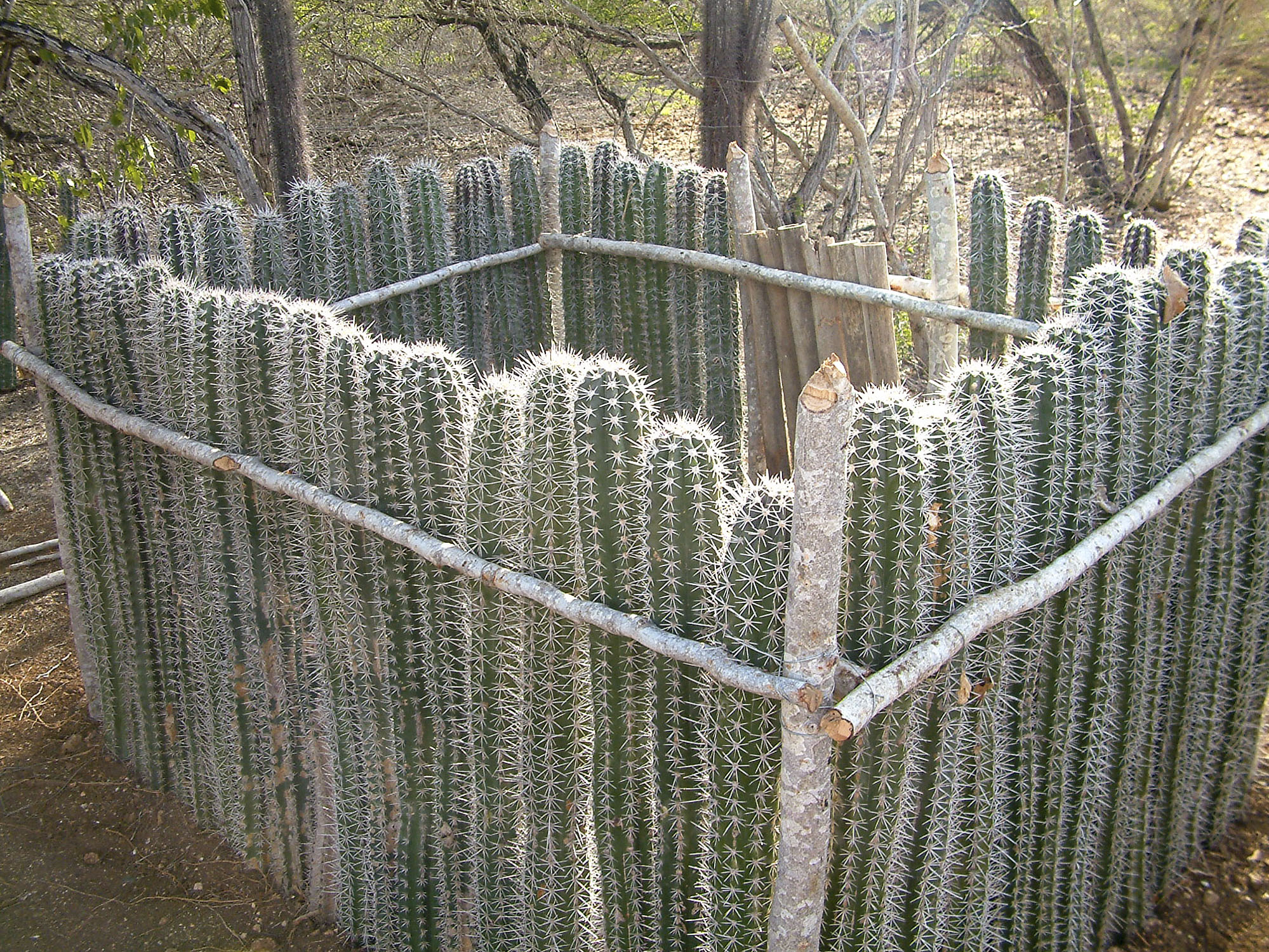 A pen made with cacti walls