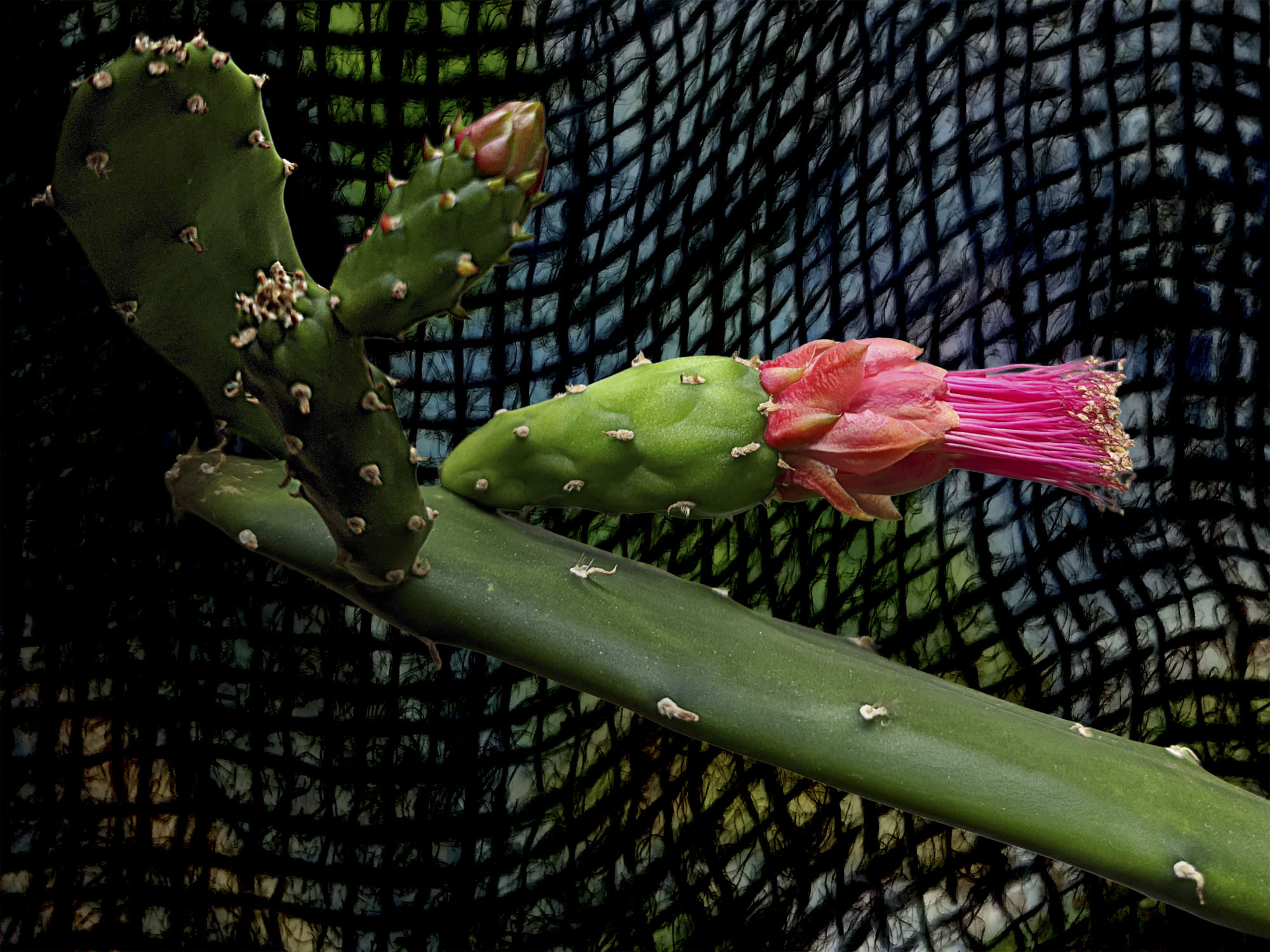 A Christmas Cactus blossom in front of netting