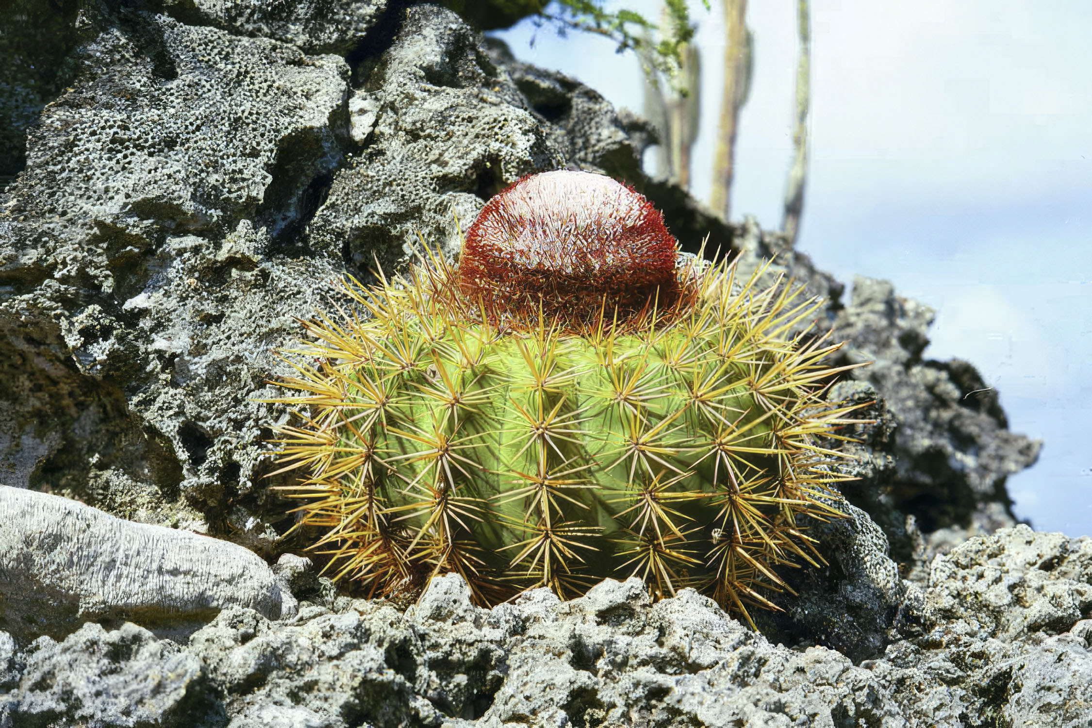 A small round cactus growing out of volcanic rocks