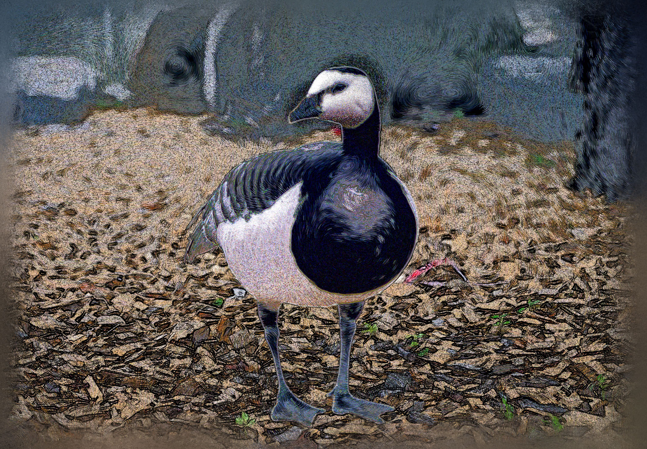 Painting look picture of a black and white duck