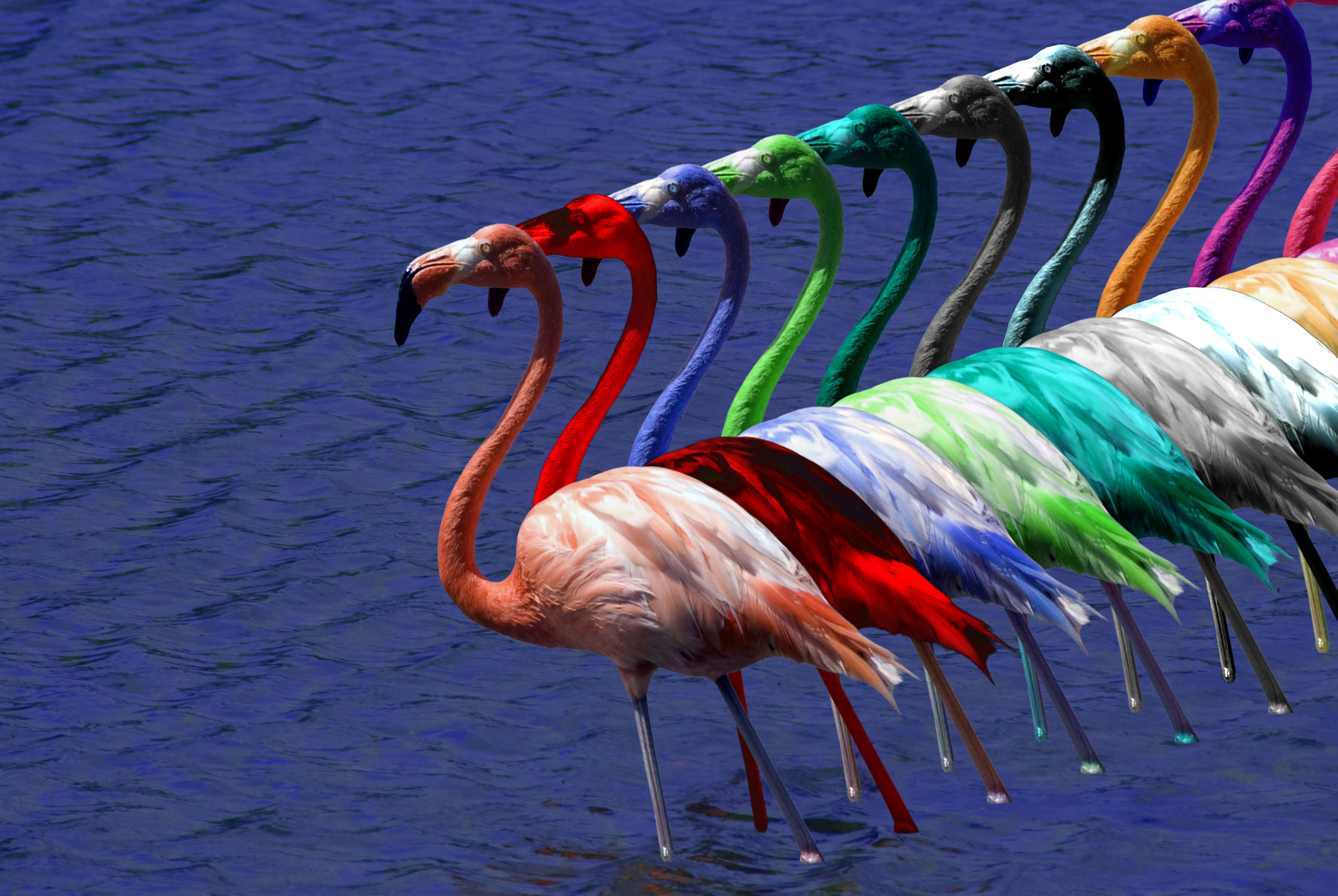 A line-up of flamingoes in many different colors