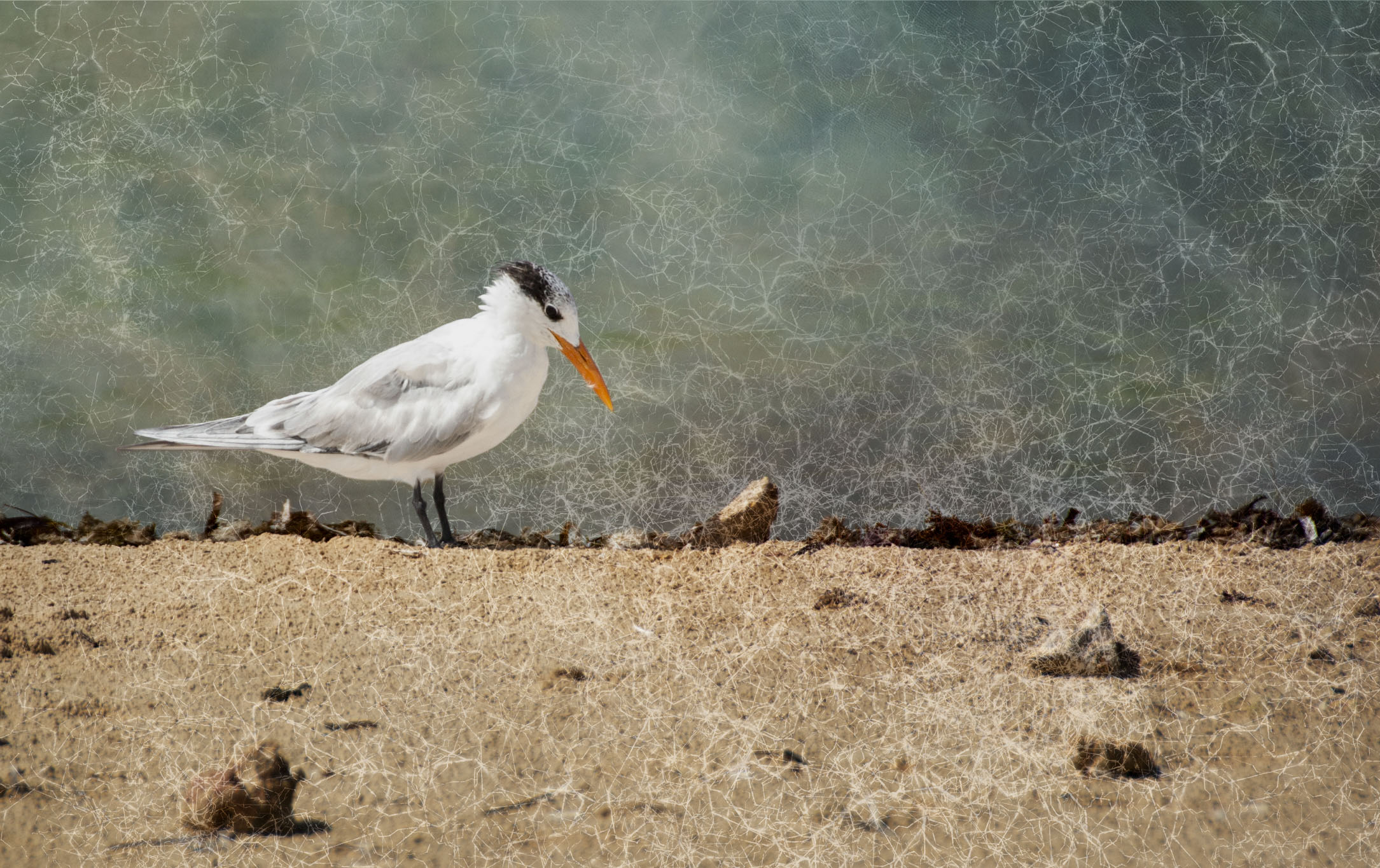 A sand piper against the sky with a crackle effect to the picture