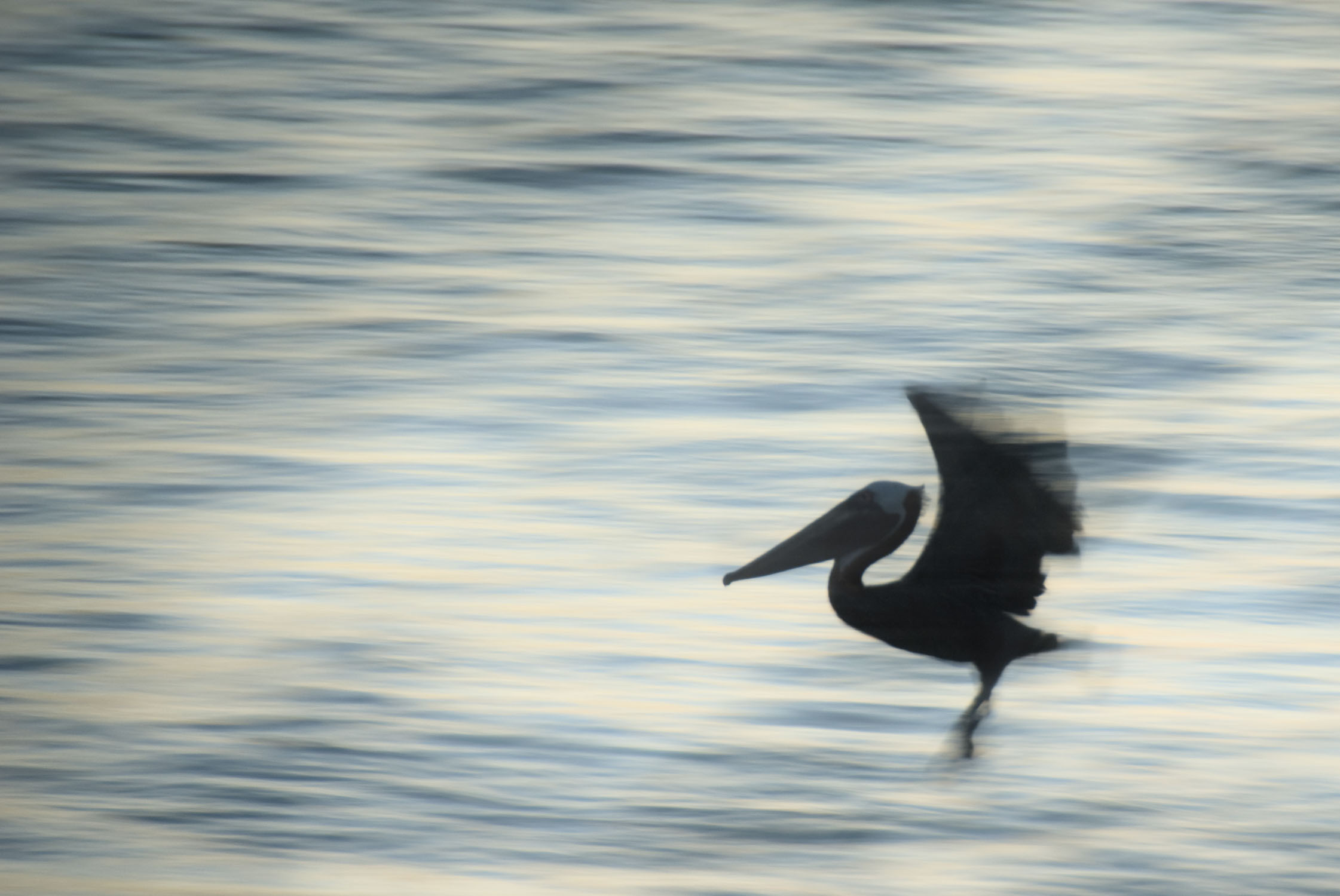 A pelican coming in for a landing on water