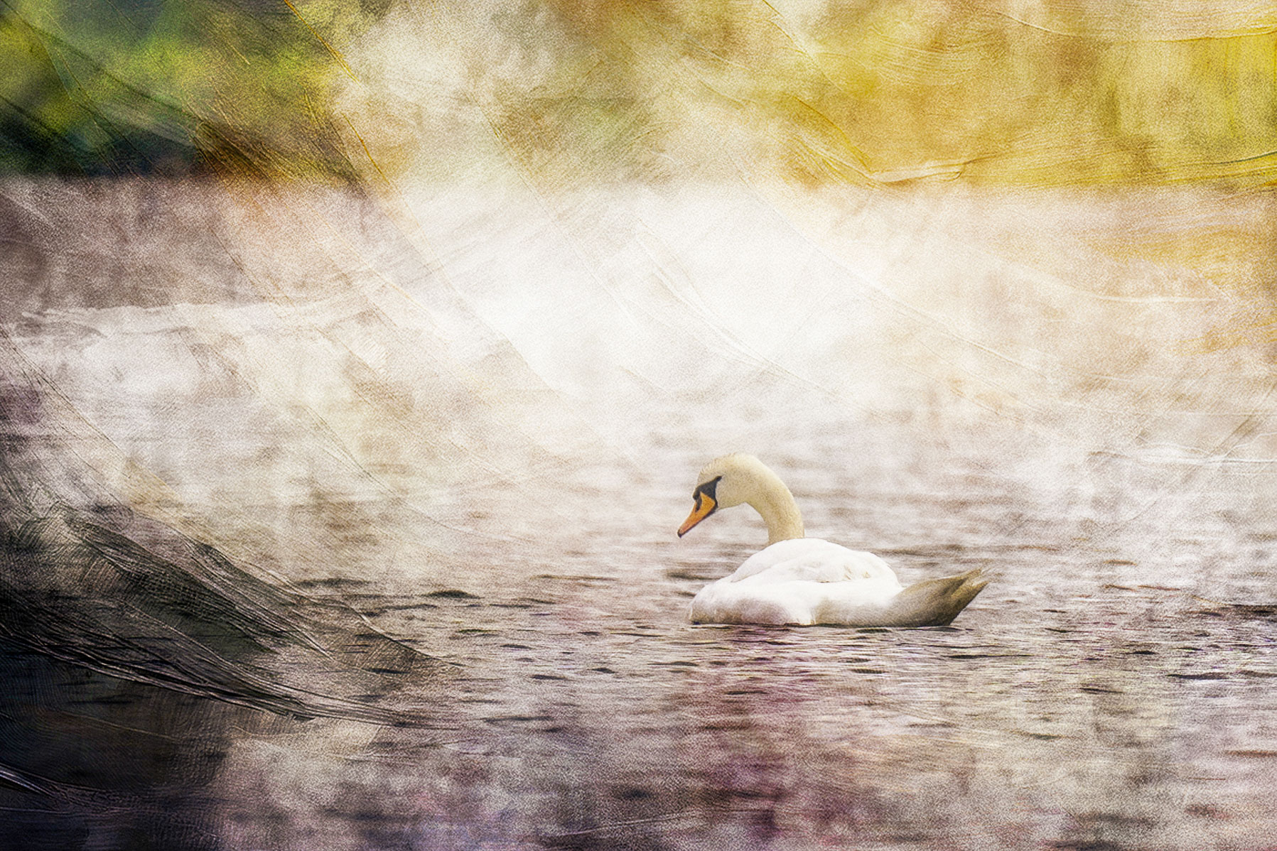A swan with a misty painted background