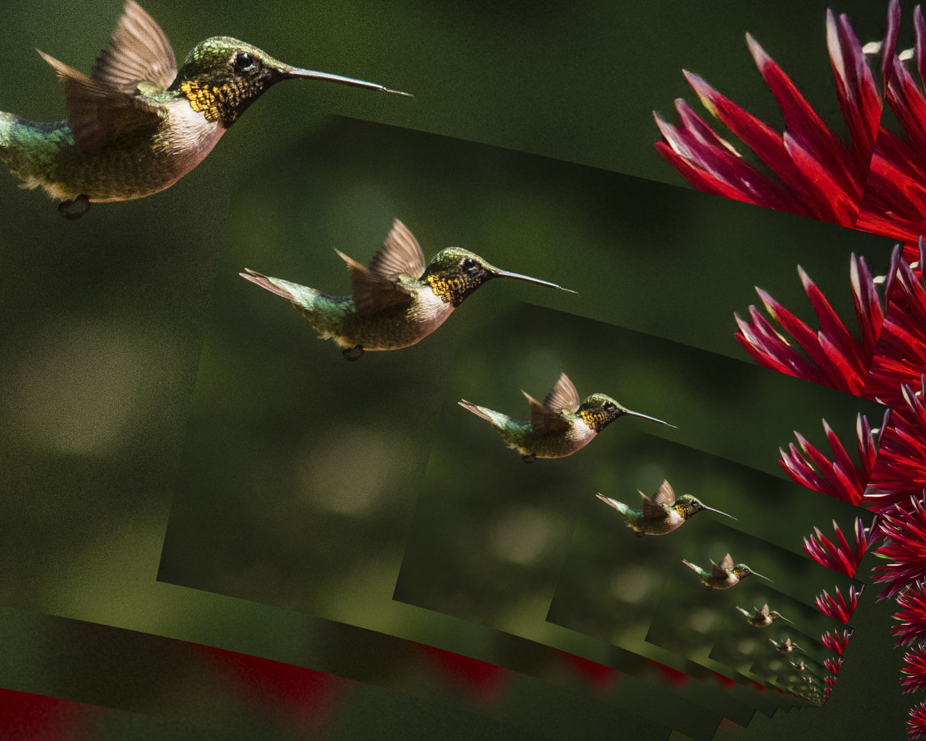 A hummingbird continuing to get smaller towards the bottom right of the page