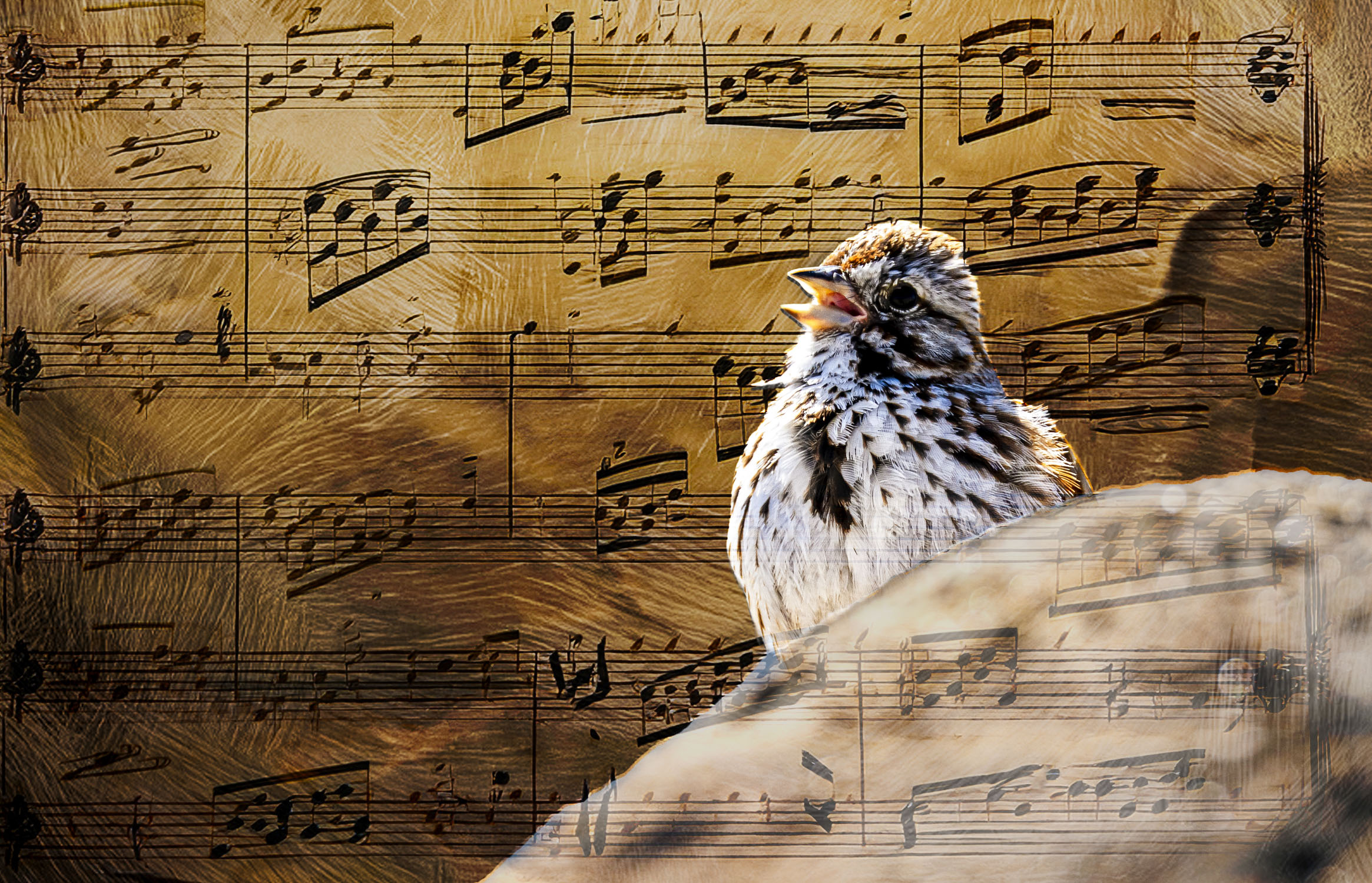 A small songbird in front of musical notes