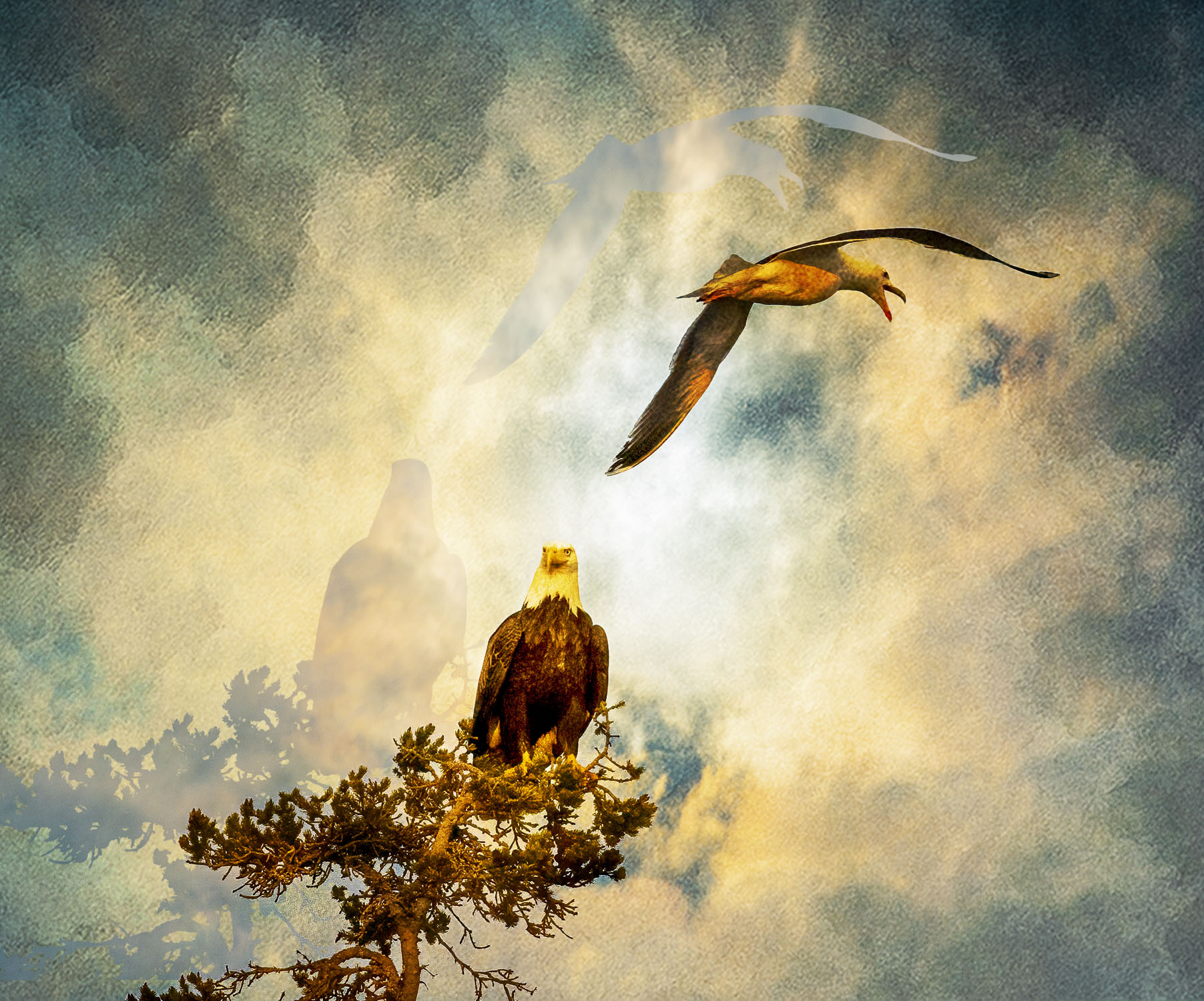 A bald eagle and a seagull