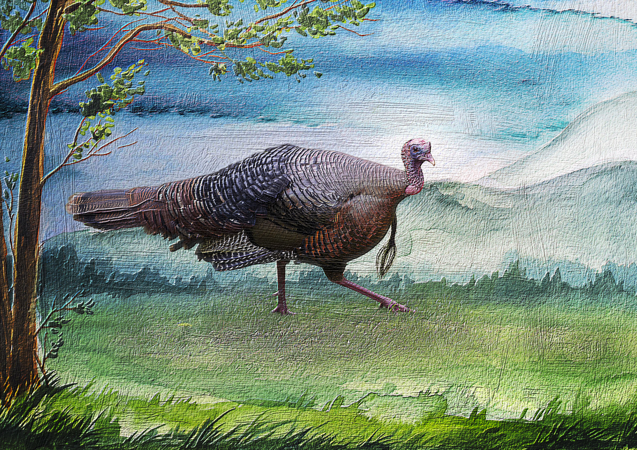 An overly large turkey walking in a field