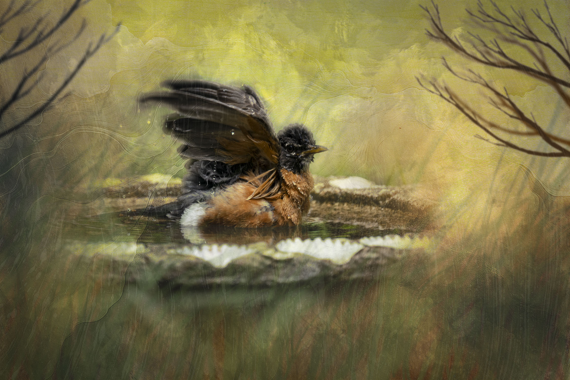 Dreamy looking picture of a robin in a birdbath