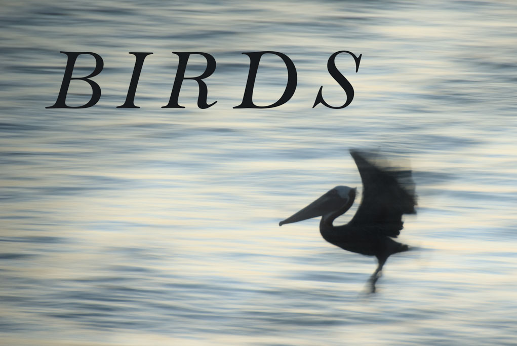 BIRDS cover photo