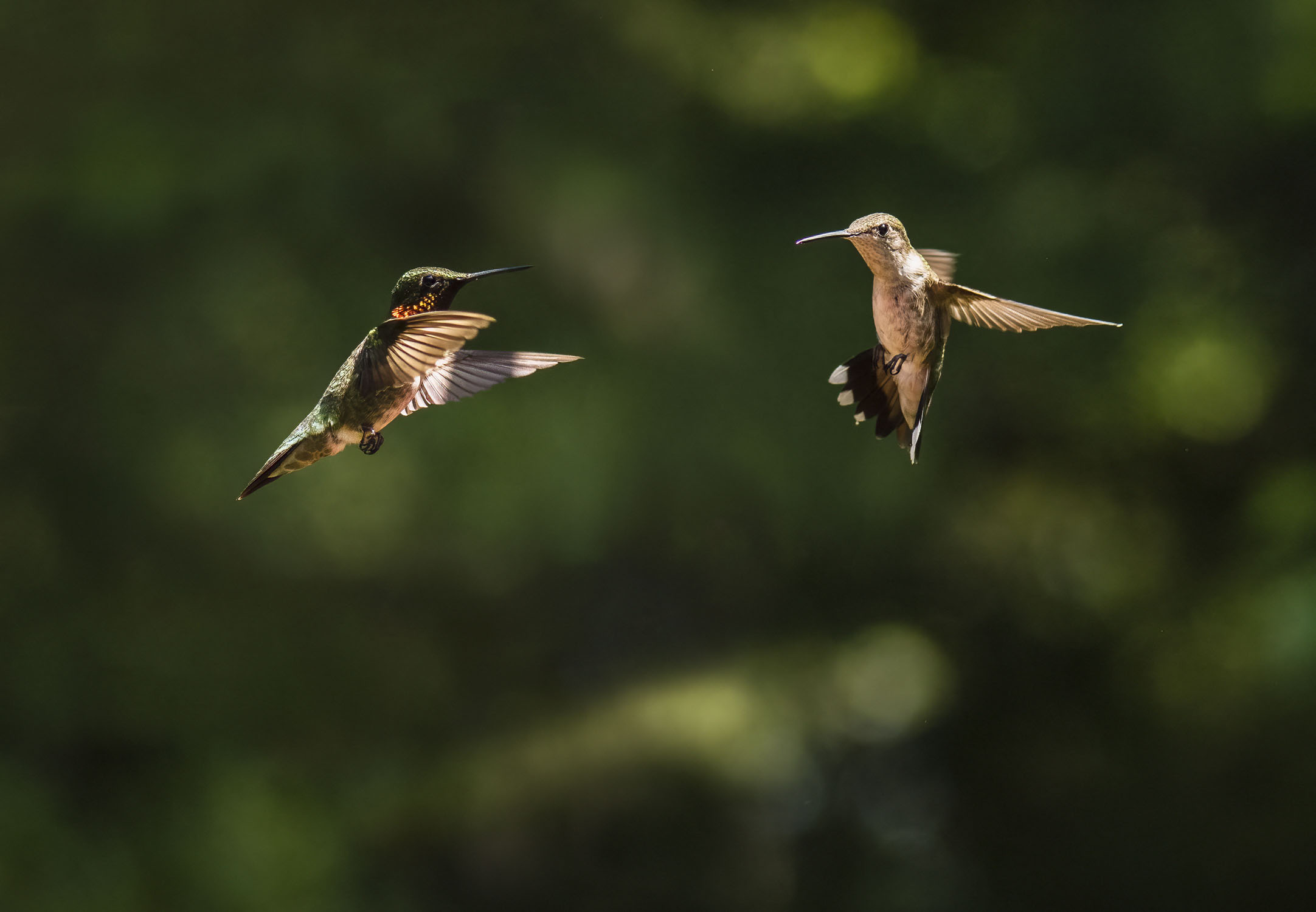 Two hummingbirds in flight