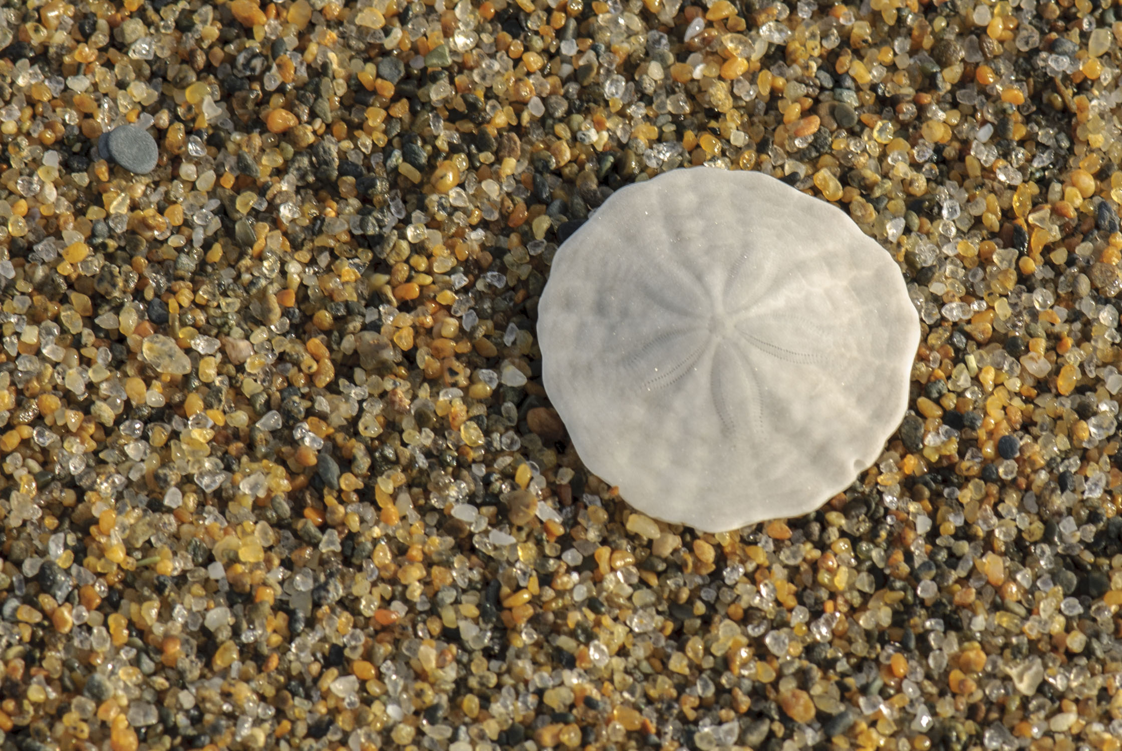 Sea star on a pebble beach