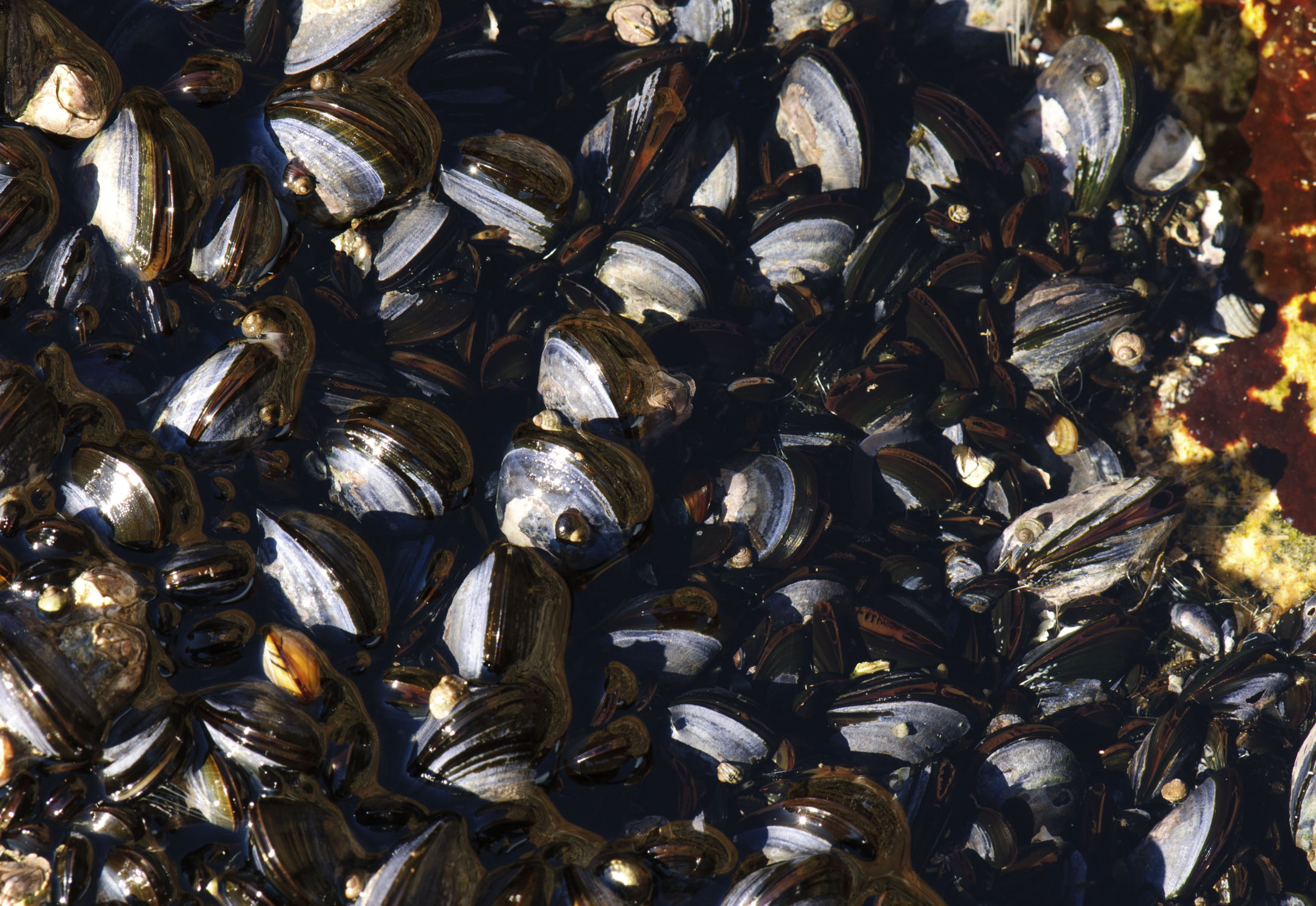 A bed of mussels