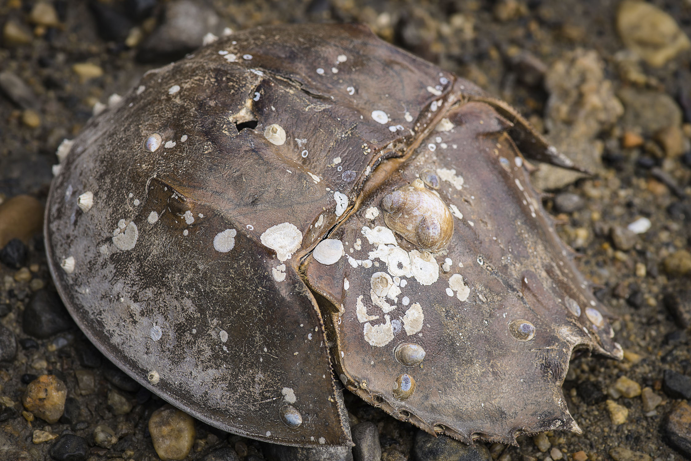 A horsehoe crab shell with barnacles on it