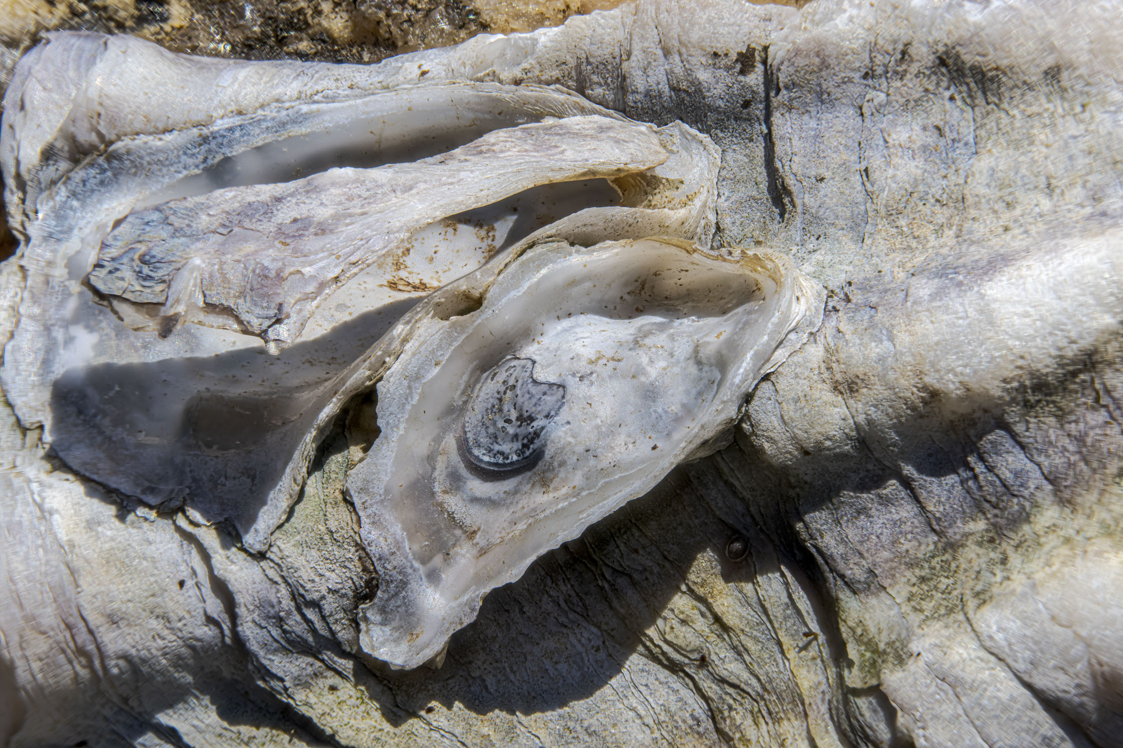 Open white mussel shell on a different larger shell