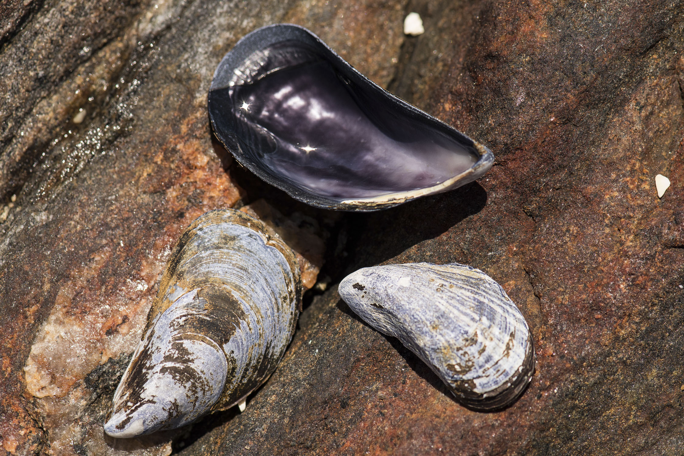 Three half mussel shells