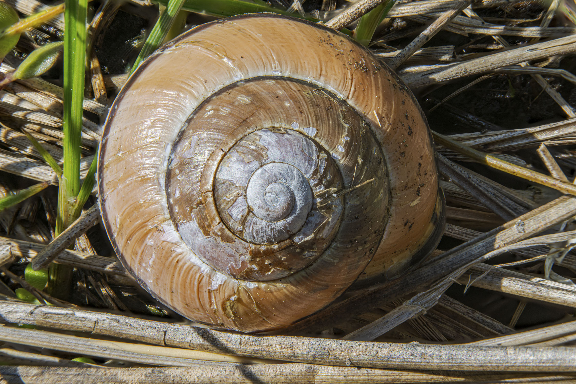 A close-up picture of a snail shell