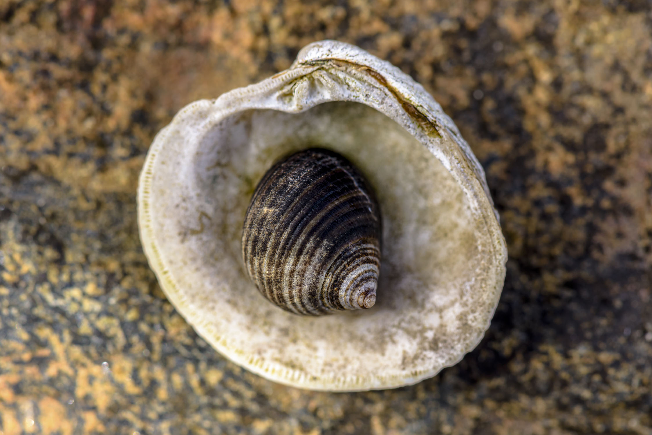 A snail shell inside another larger shell