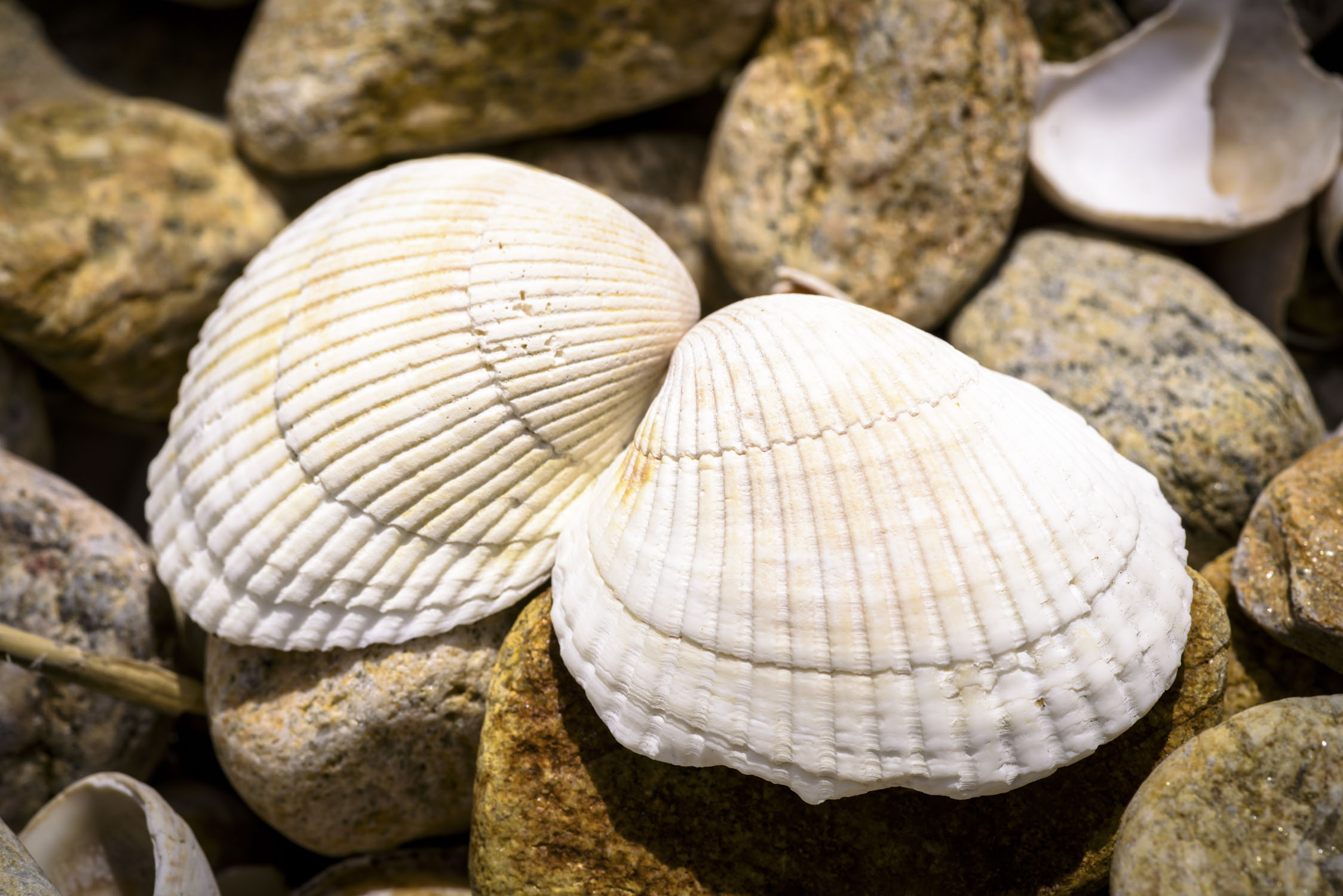 Two clam shells on small rocks
