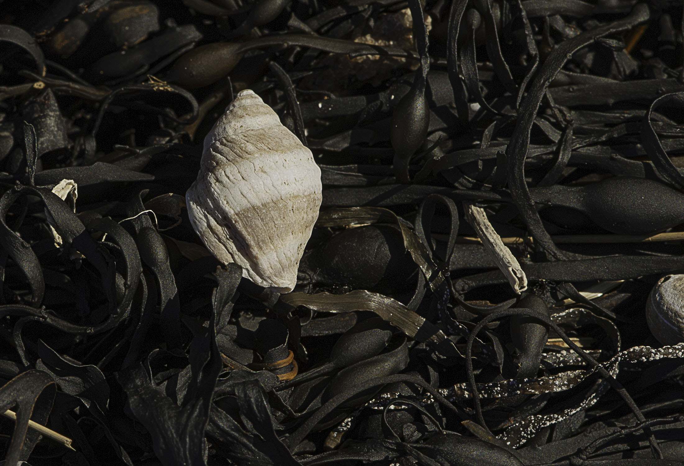 A single white snail shell sitting on black seaweed