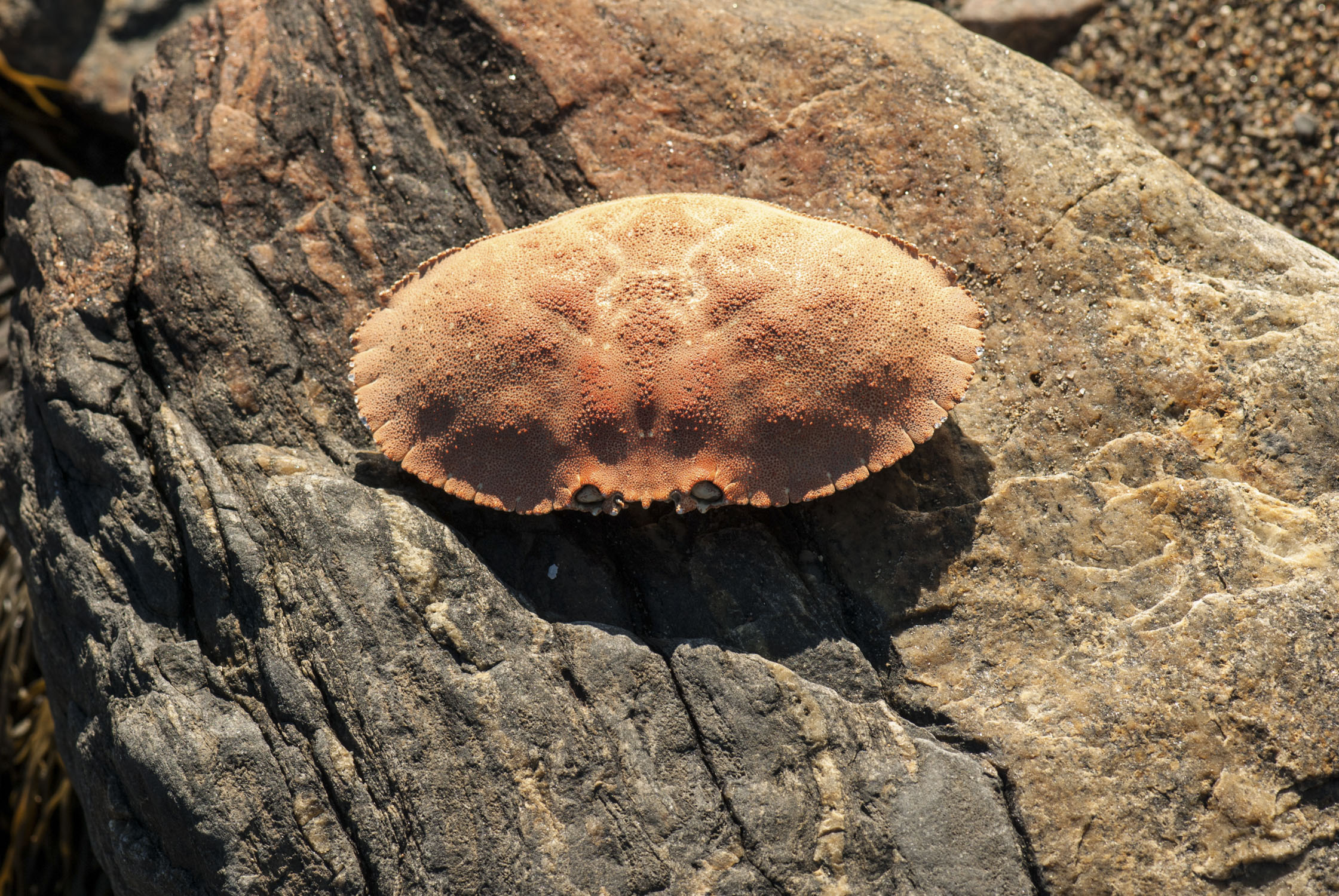 A crab shell with the eye sockets facing us