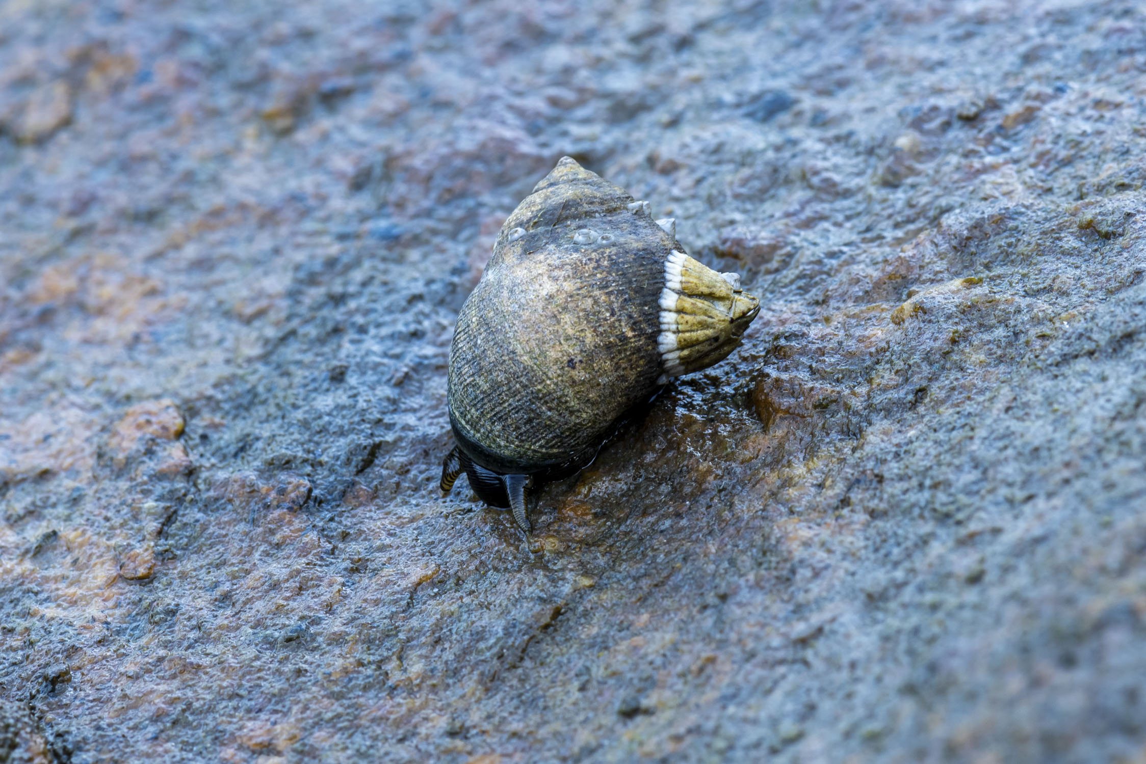 A snail is slightly protruding from a shell, which has a large barnacle on it