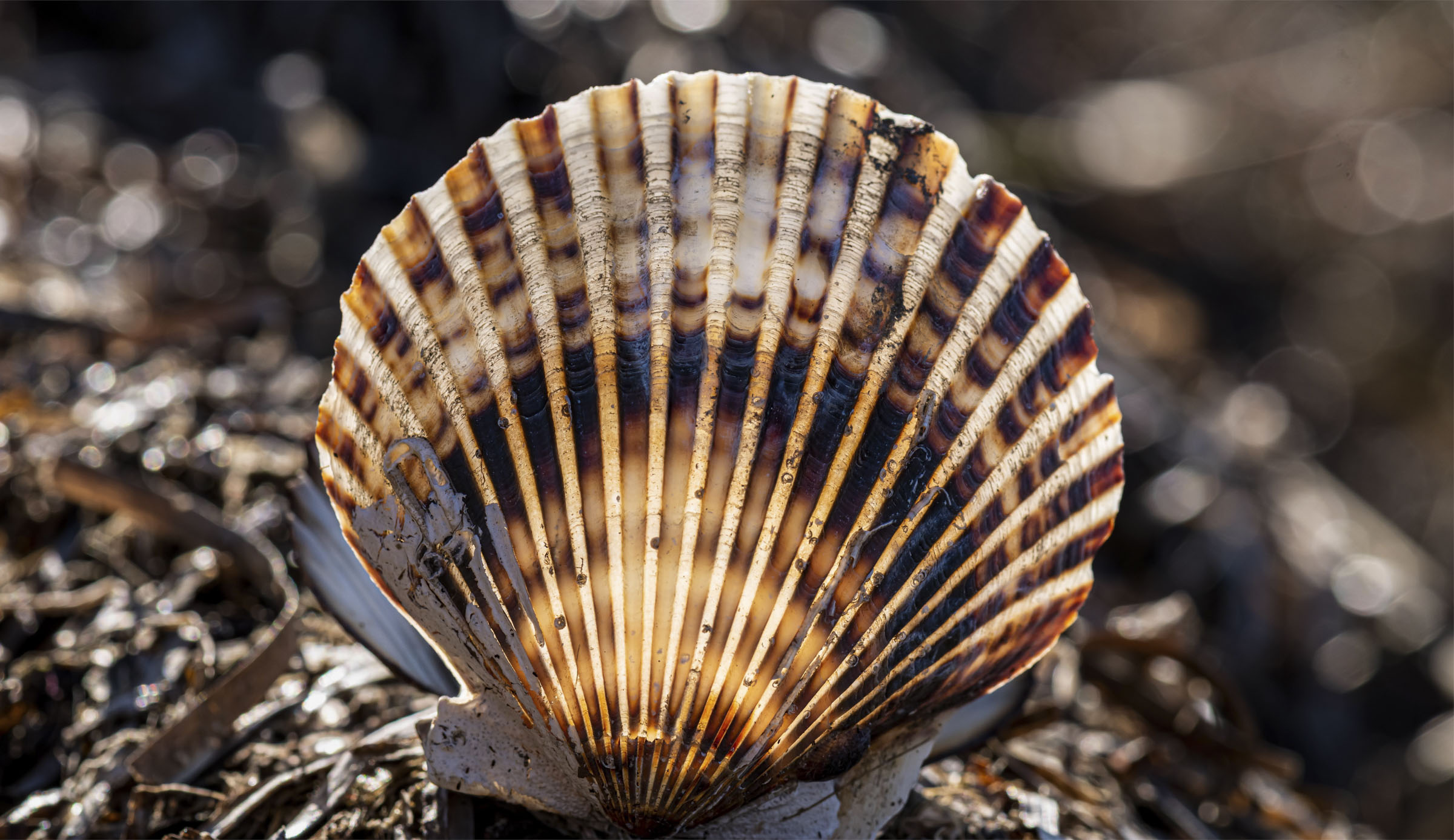 A shell is backlight by some light