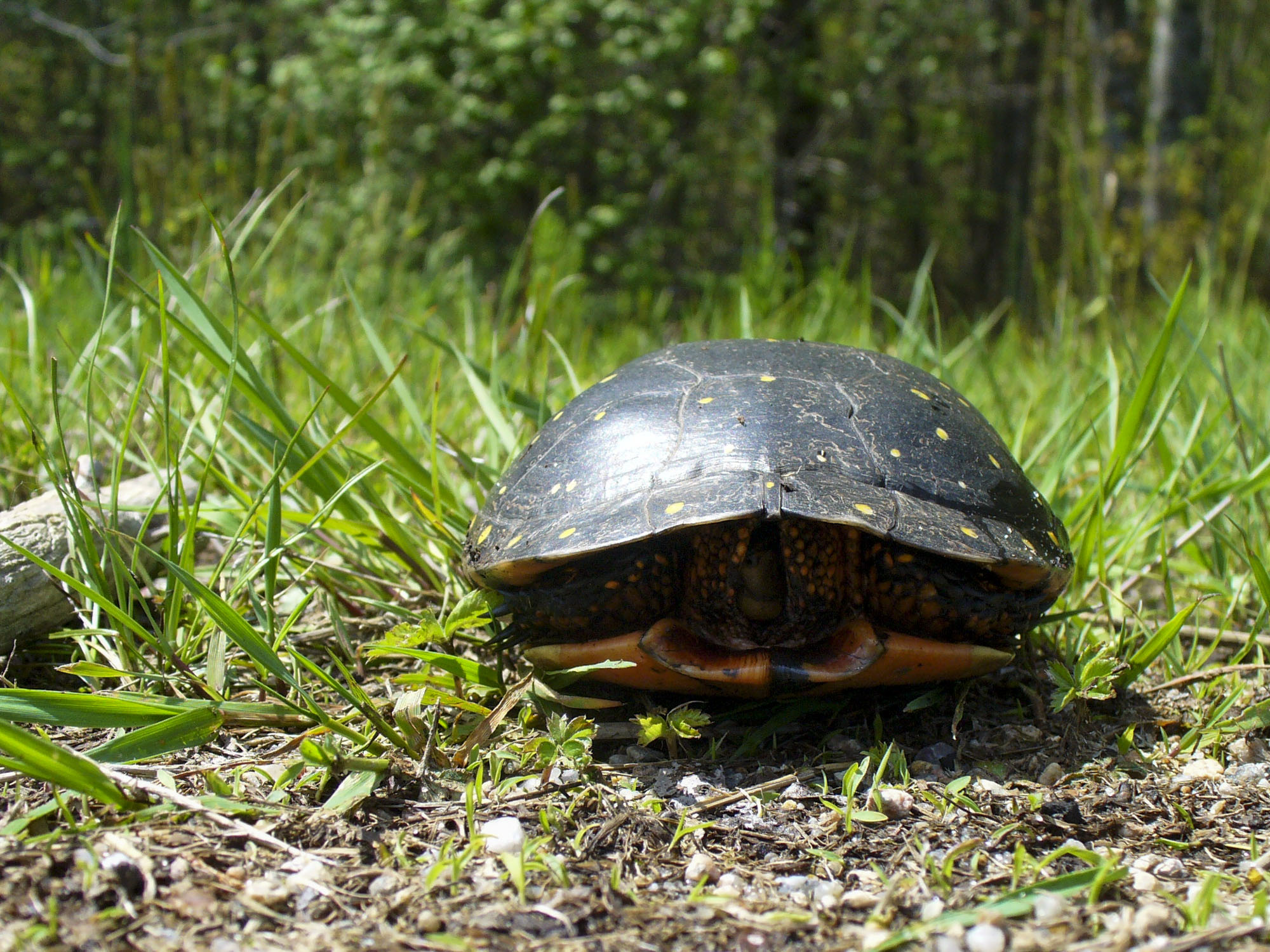 A turtle has retreated into its shell