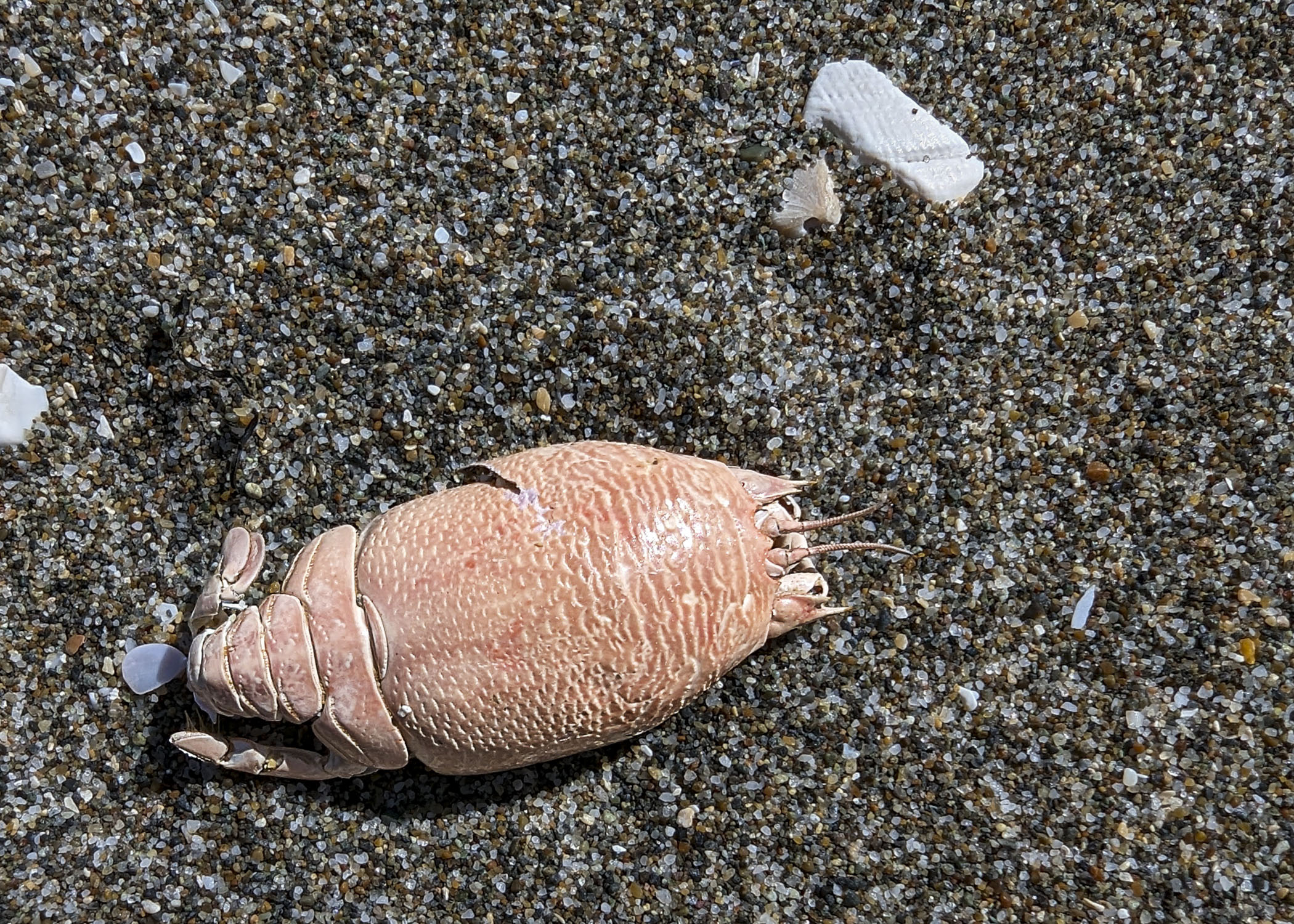 The shell of a sea creature is on a pepple beach