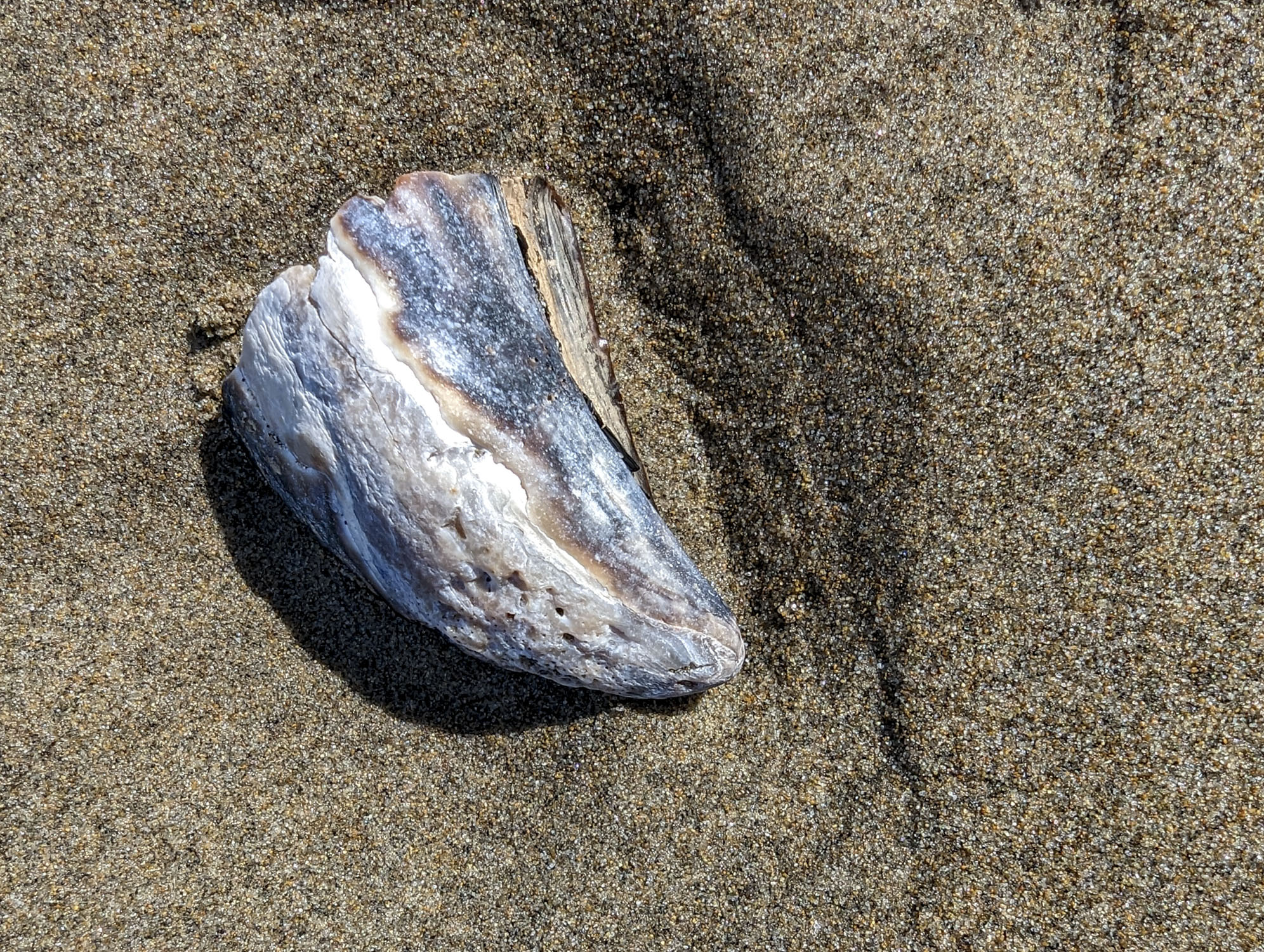 An unknown type of shell is on a sand beach