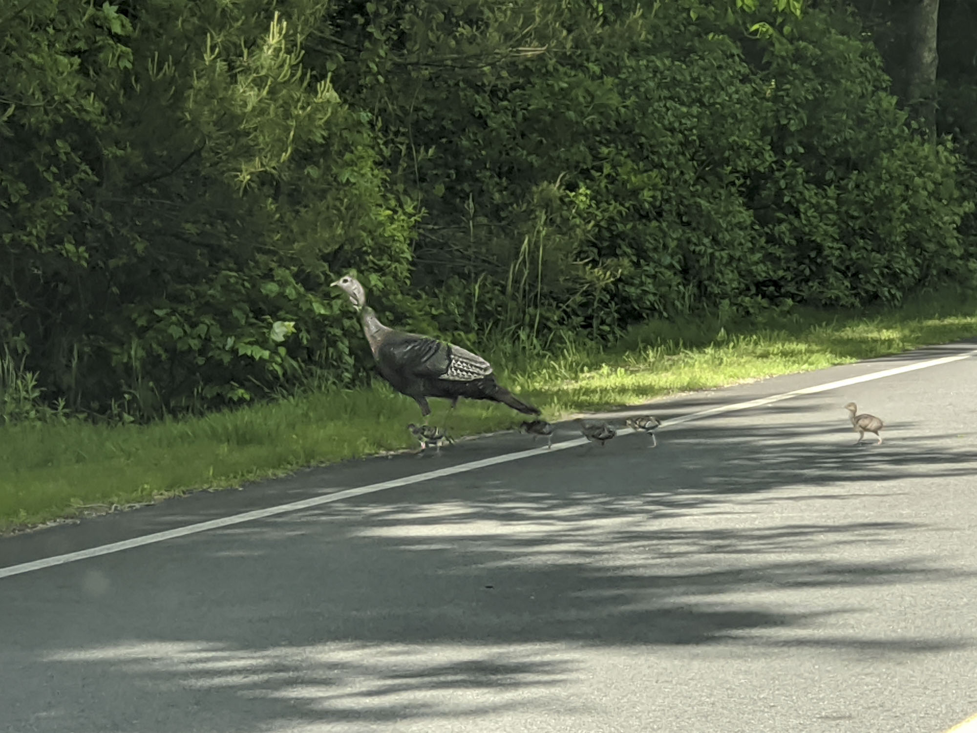 Wild turkeys crossing a road