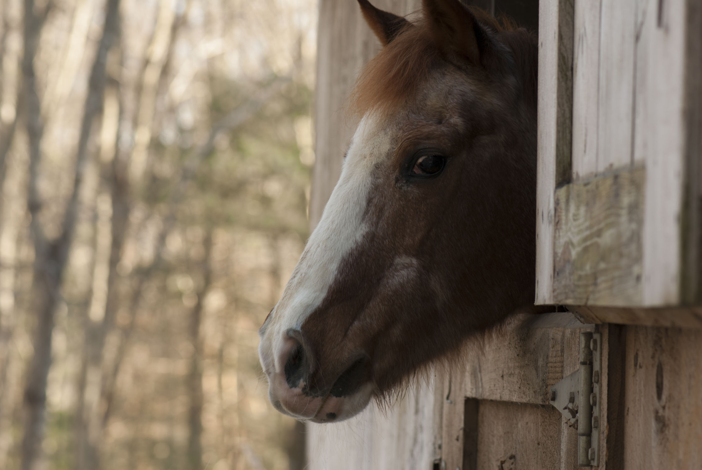 Horse looking out of a barn