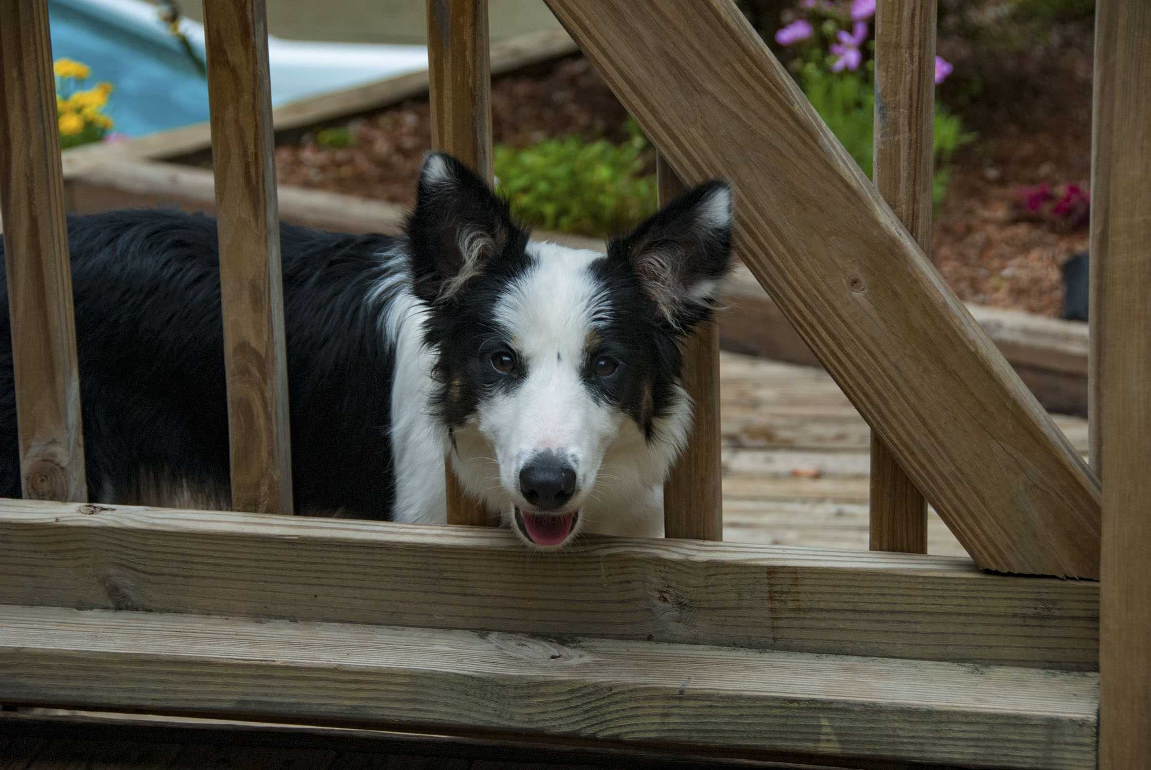 dog looking through a fence