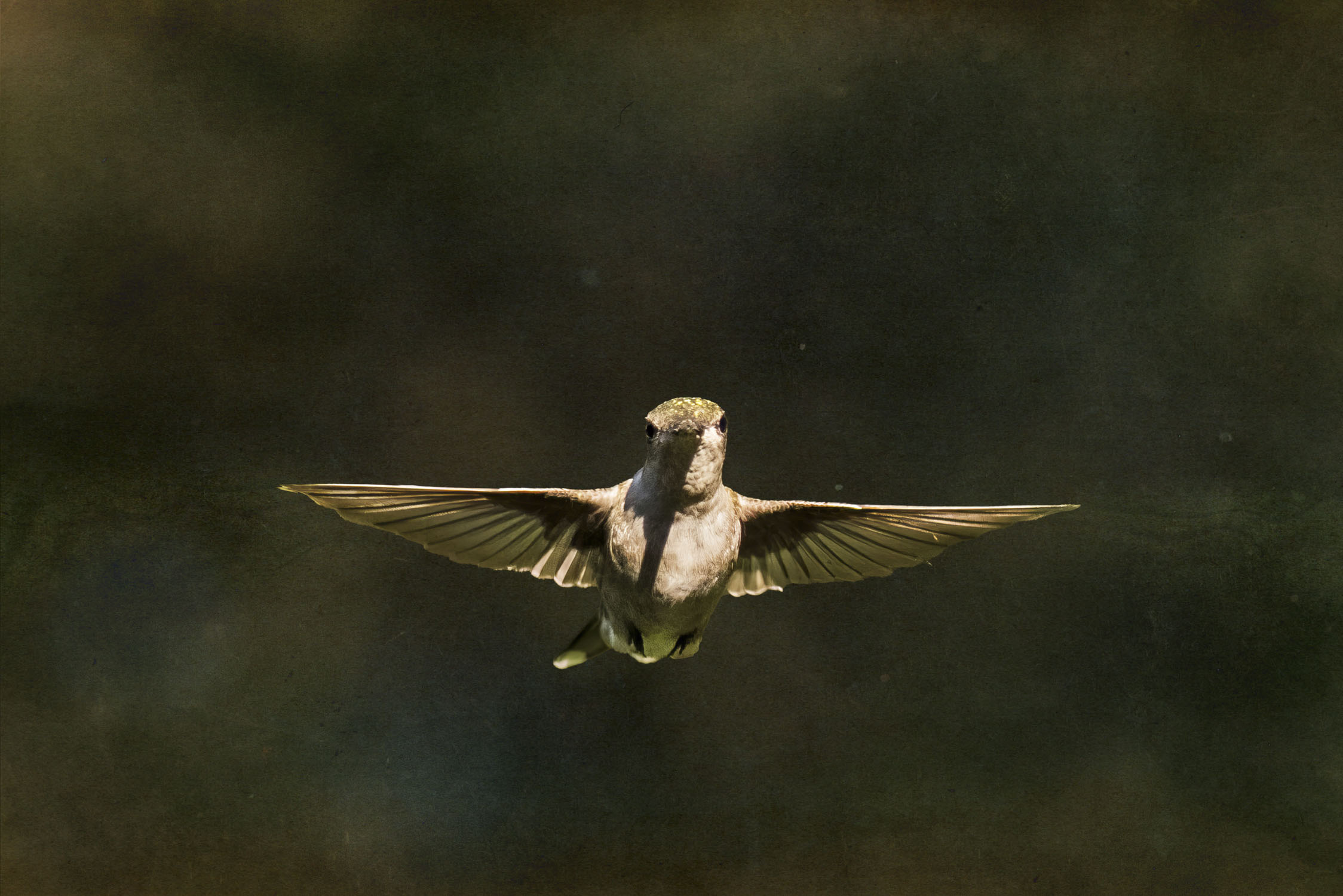 Hummingbird looking at the camera