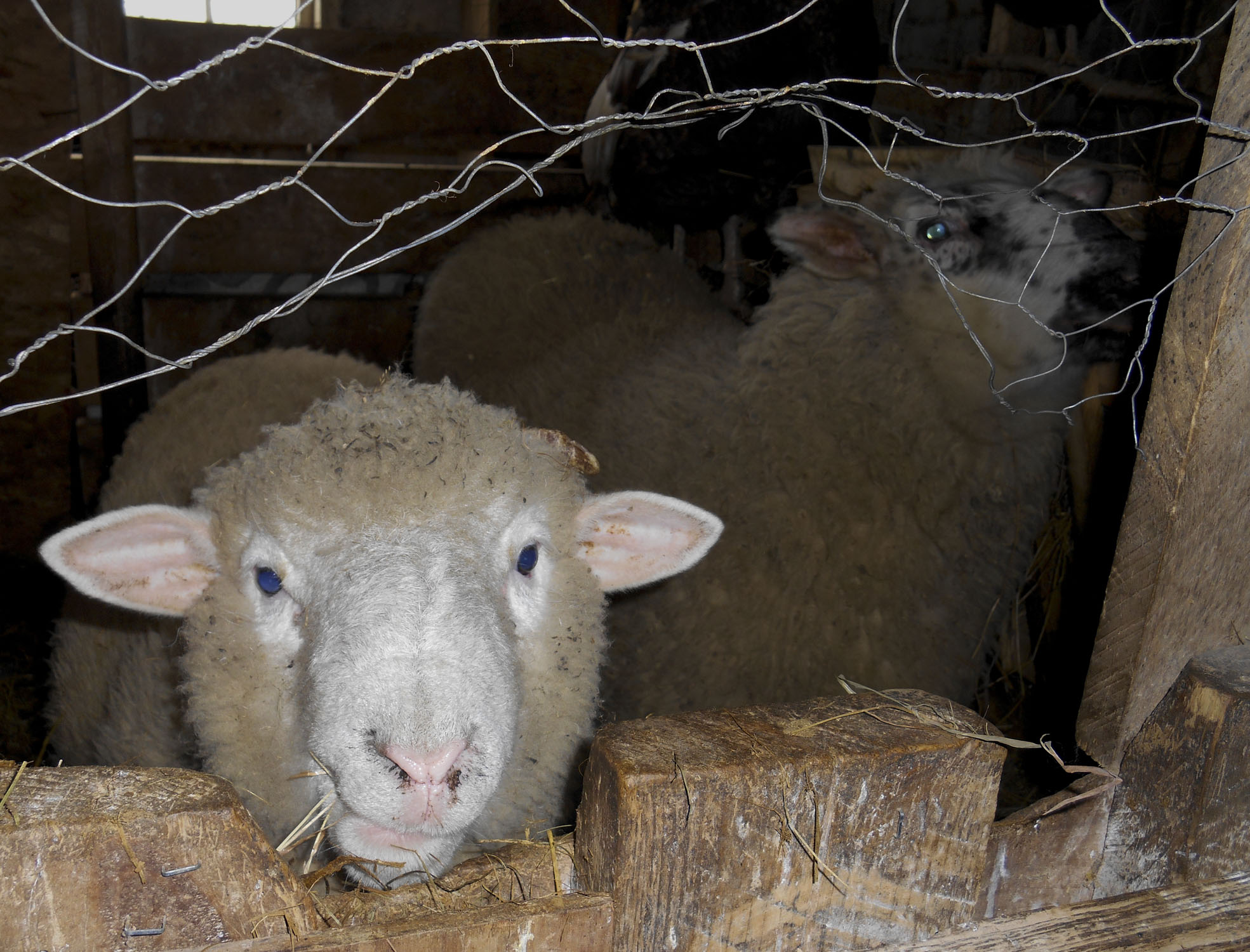 Sheep looking out of its pen