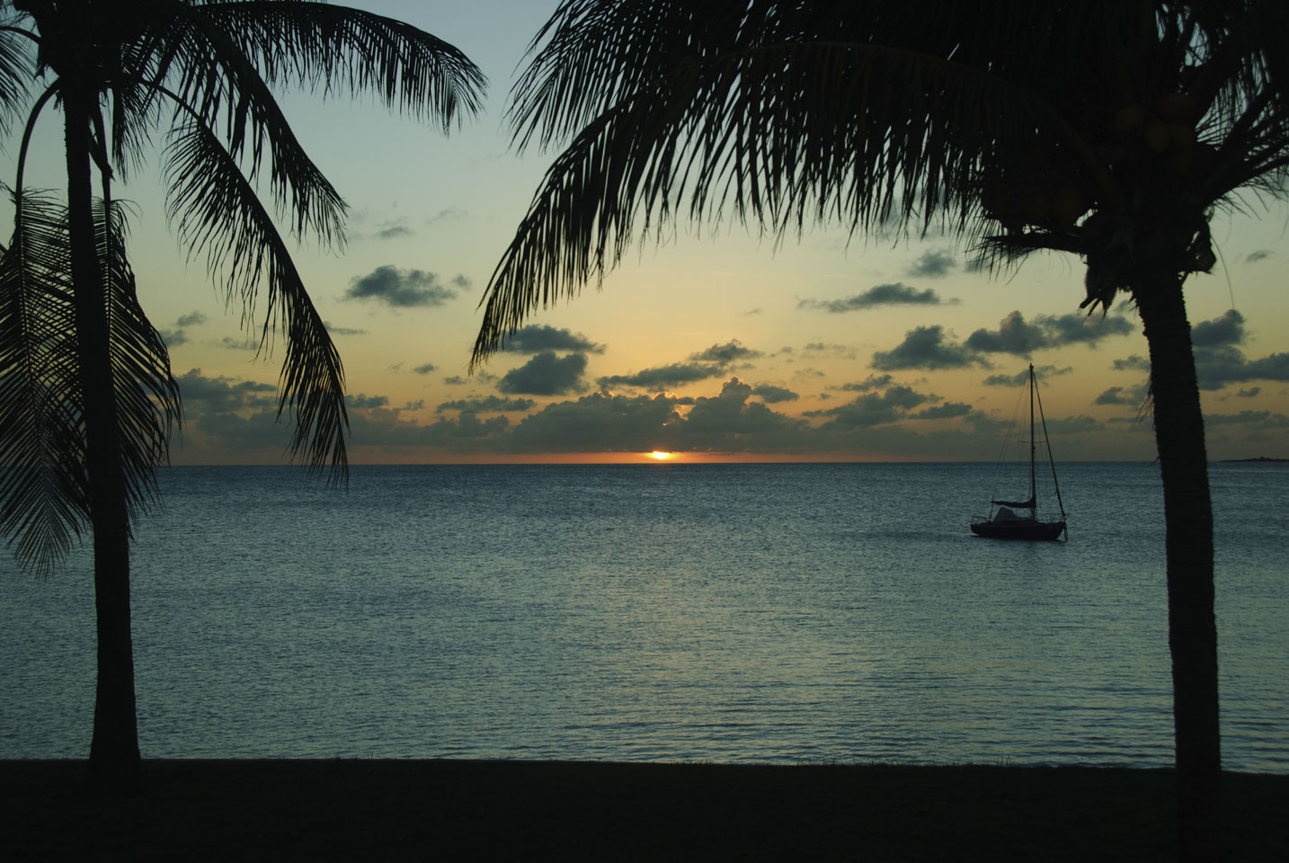 Moored sailboat seen between palm tree leaves