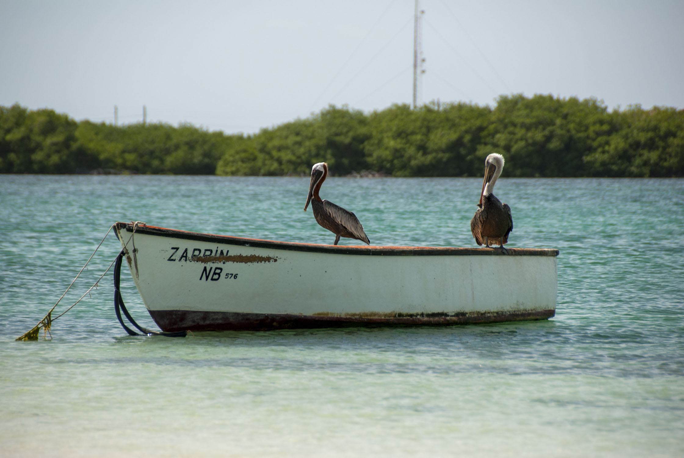 2 Pelicans on a rowboat