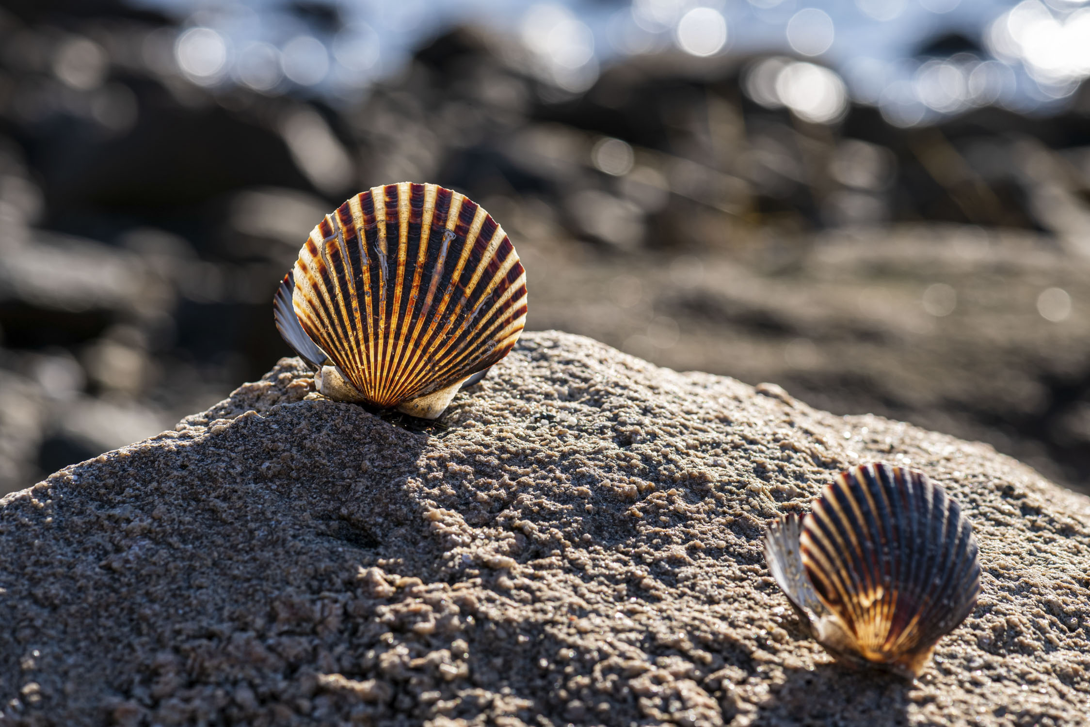 2 shells on a rock