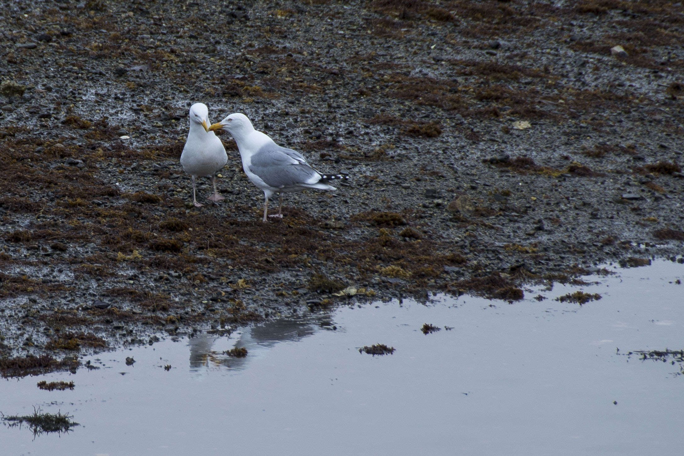 Two gulls with their beaks together