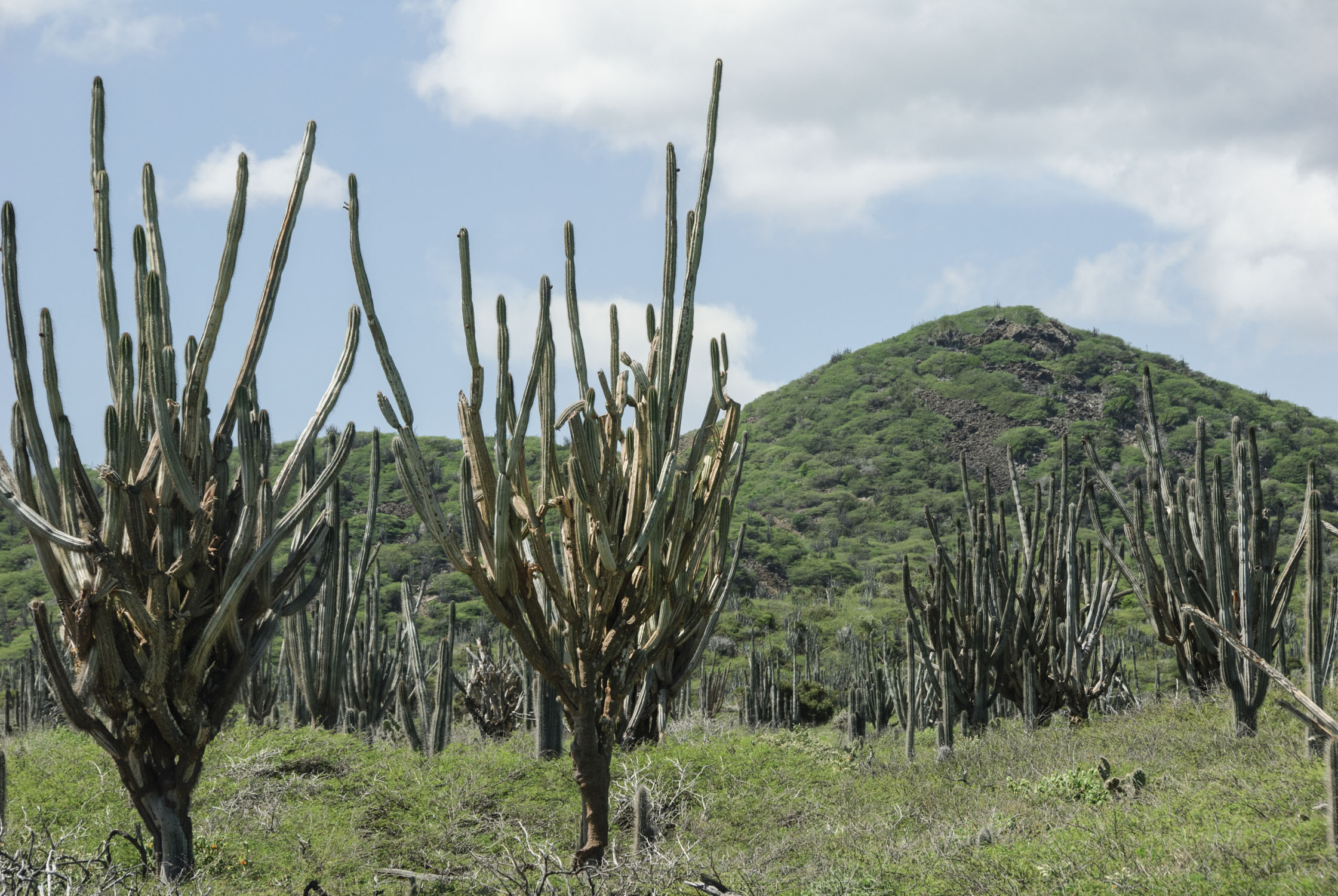 Two large cacti with a small mountain behind them